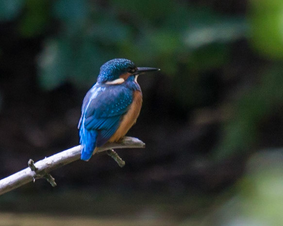 The Eurasian Kingfisher (Alcedo atthis)