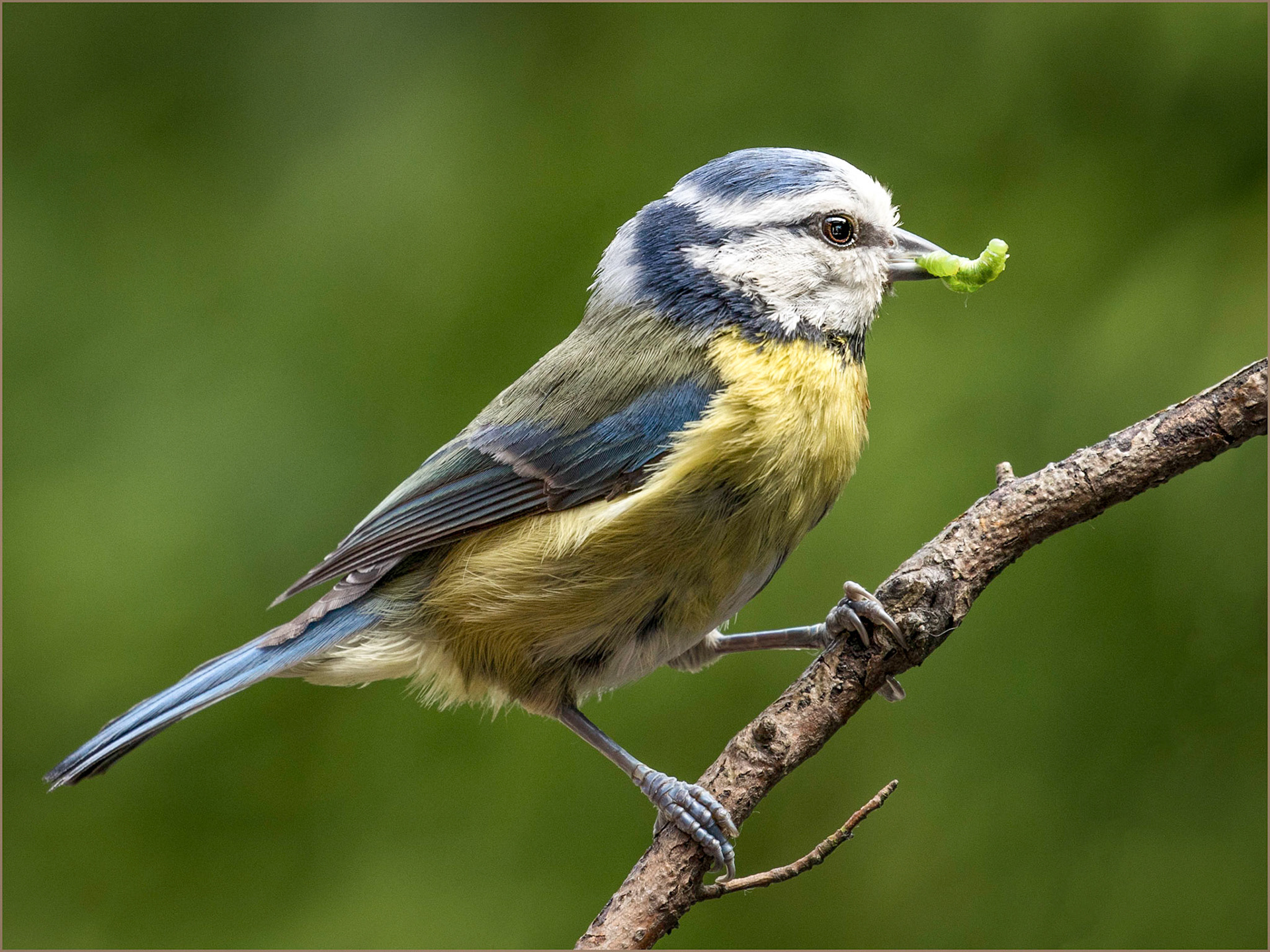 Blue Tit With Caterpillar