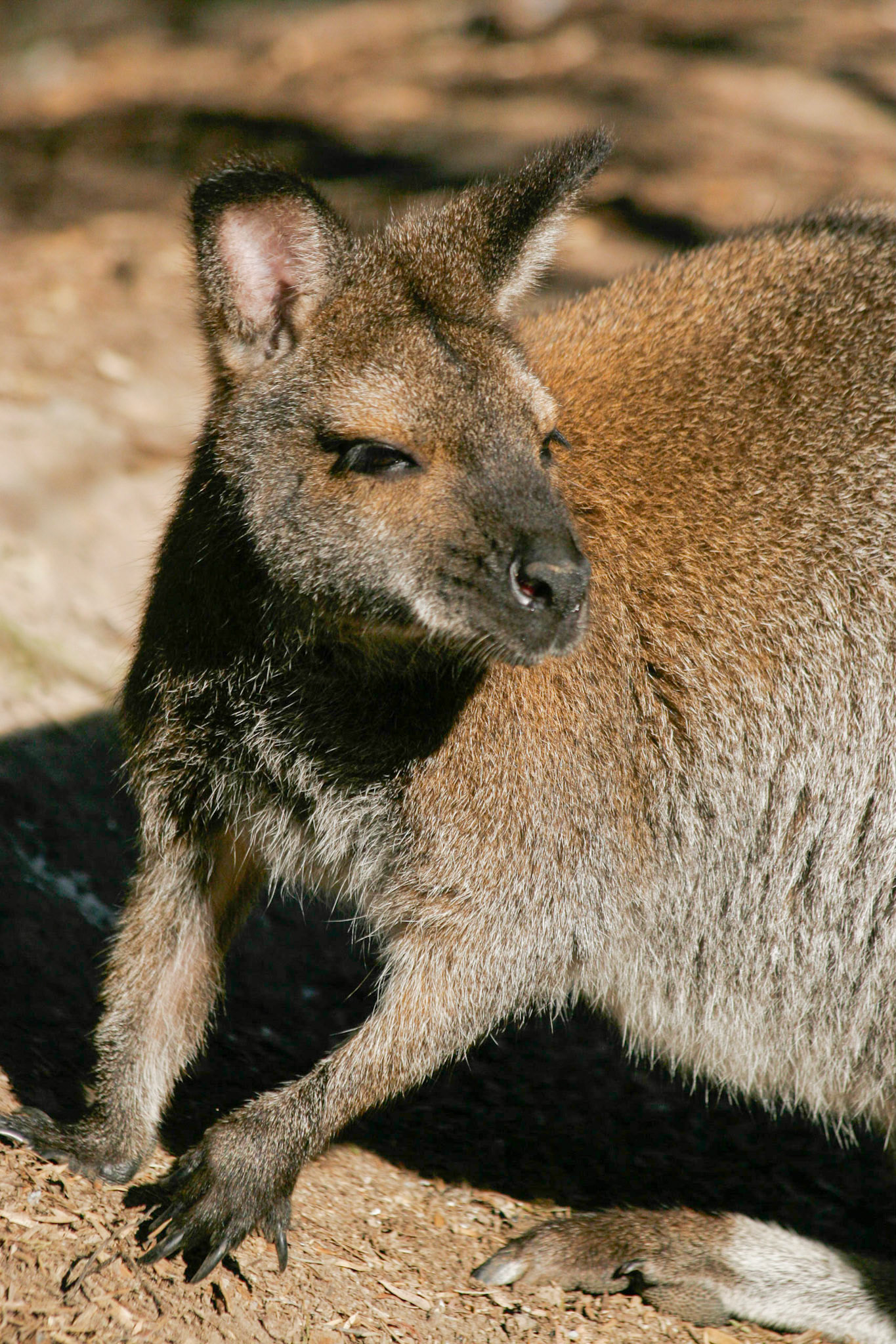 The Short-Eared Rock Wallaby (Petrogale brachyotis)