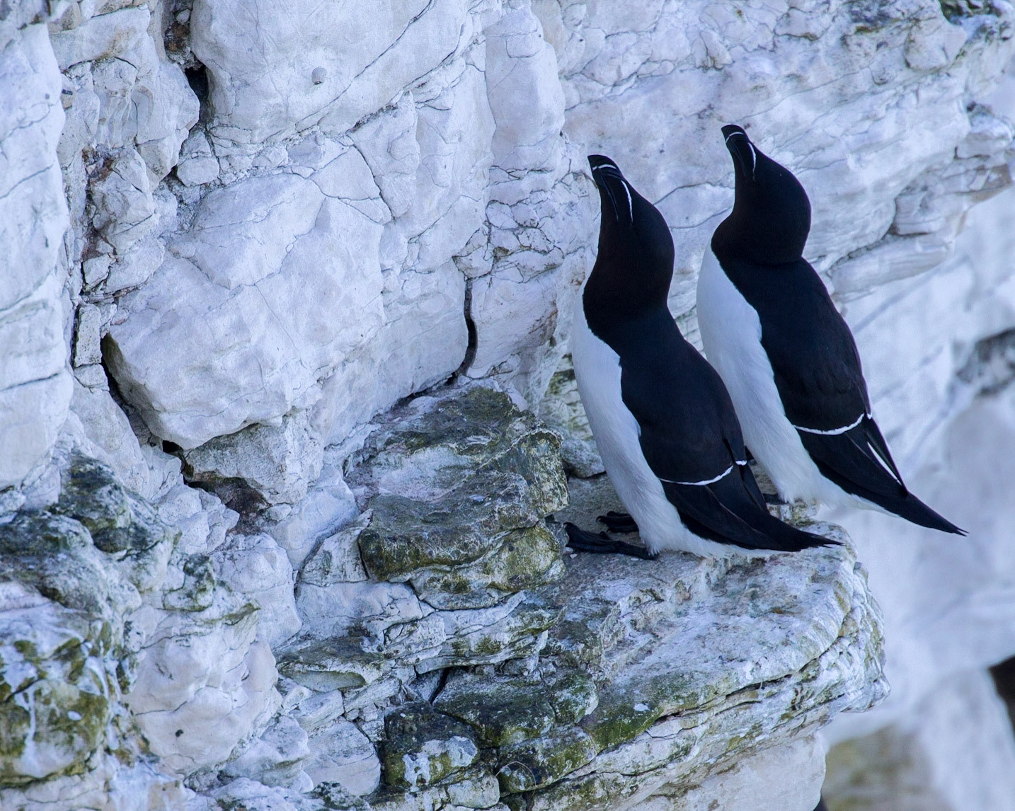 A Pair Of Razorbills