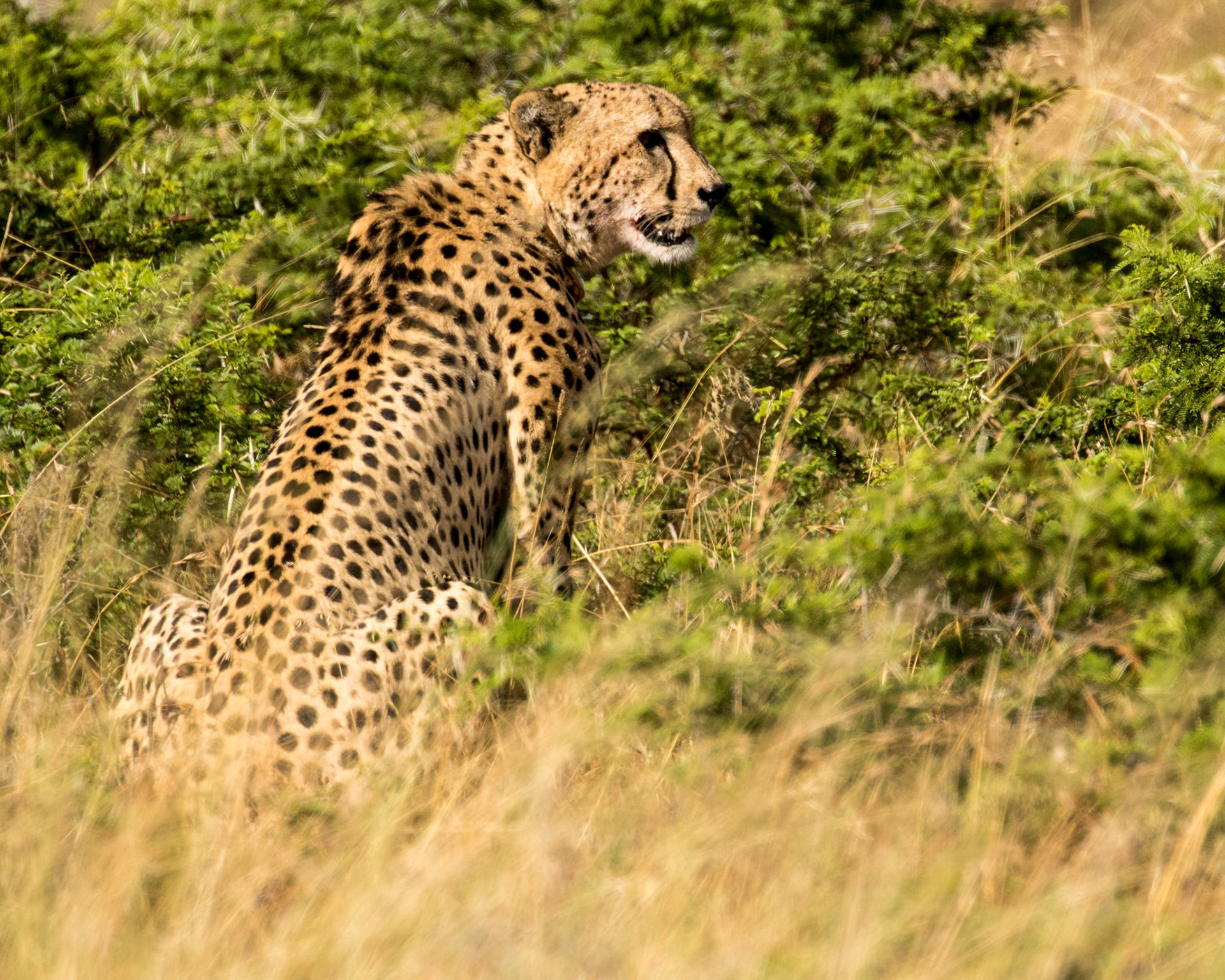 Cheetah Resing After An Unsuccesful Chase