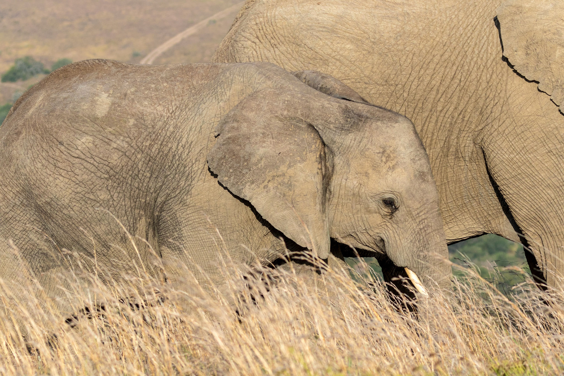 Elephant Calf With Mother
