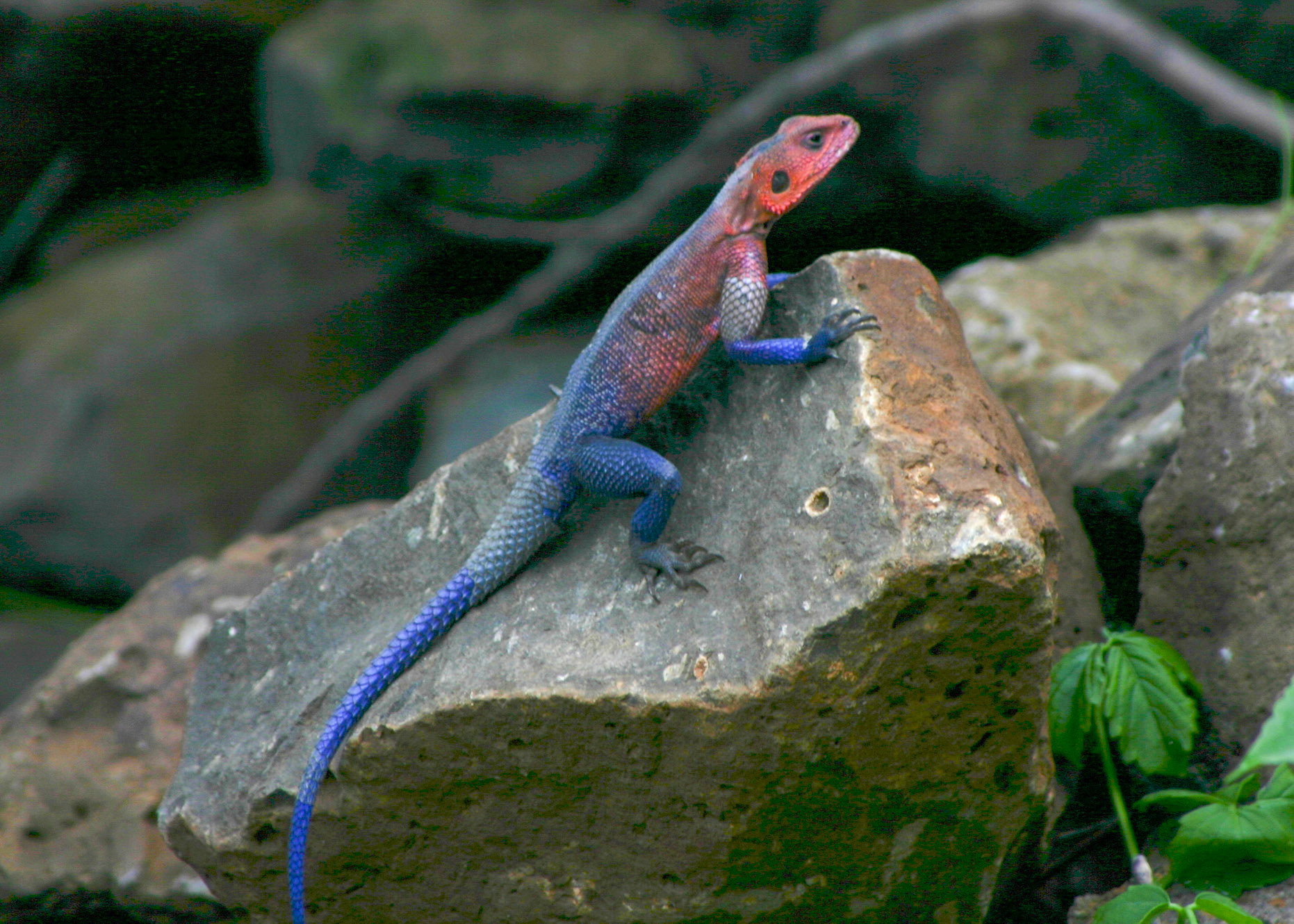 Rock Agama Lizard