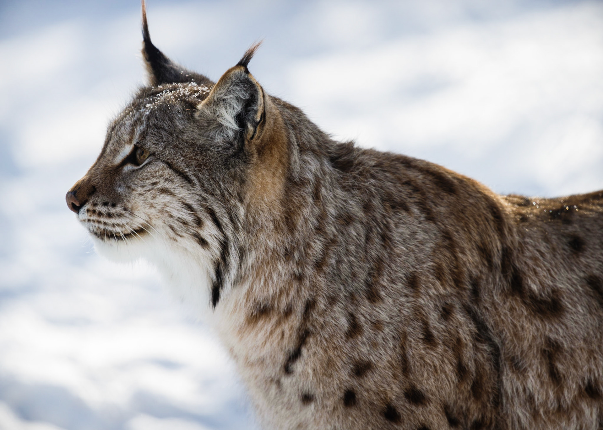 A Lynx In The Snowy Wastes Of Northern Norway
