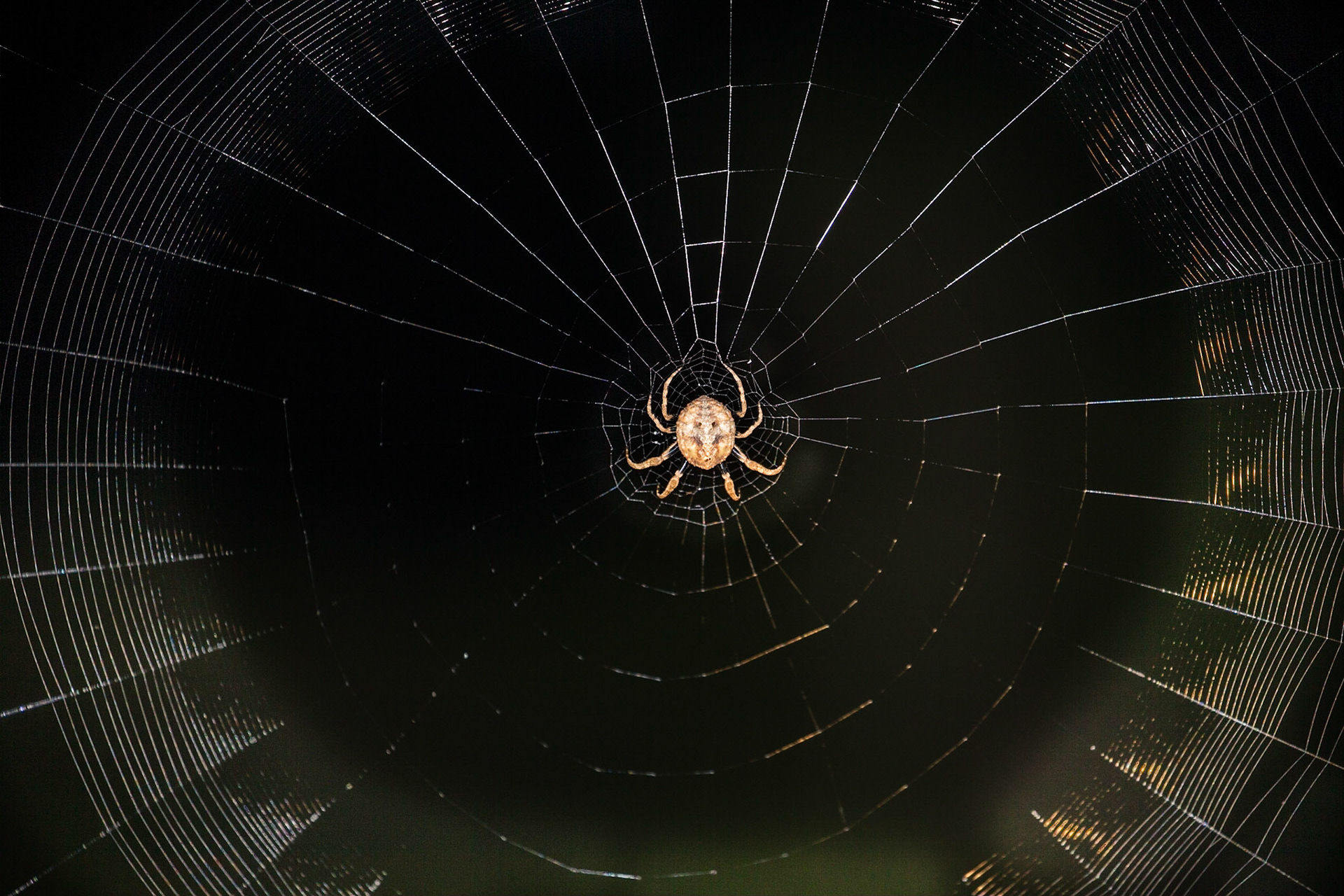 Darwin's bark spider (scientific name Caerostris darwini) is an orb-weaver spider that produces one of the largest known orb webs, ranging from 900 to 28,000 square centimetres (140 to 4,340 sq in).  Its silk is the toughest biological material ever studied, over ten times tougher than a similarly-sized piece of Kevlar.  The species was named in honour of the naturalist Charles Darwin, with the description being prepared precisely 150 years after the publication of The Origin of Species, on 24 November 2009.