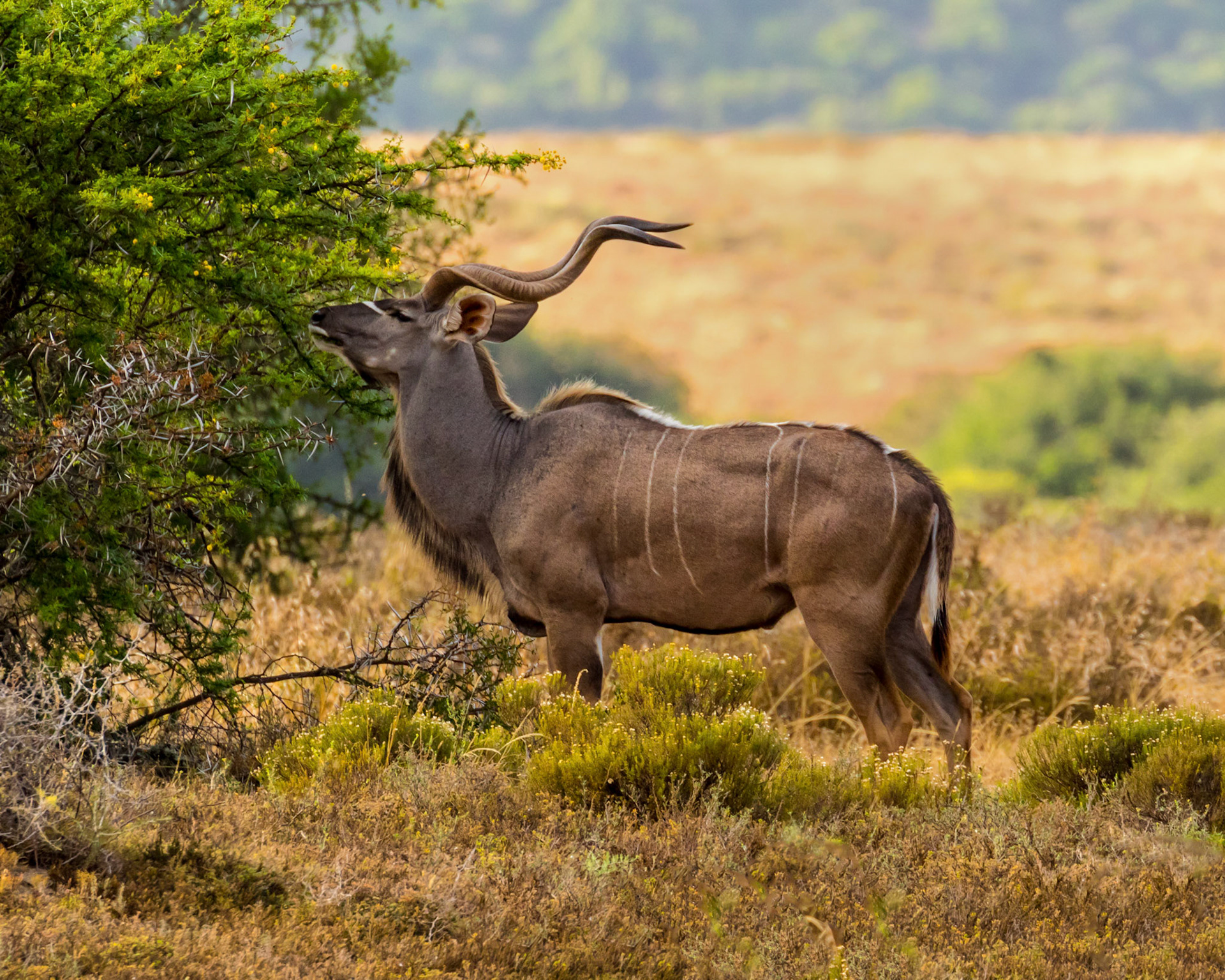 The Greater Kudu