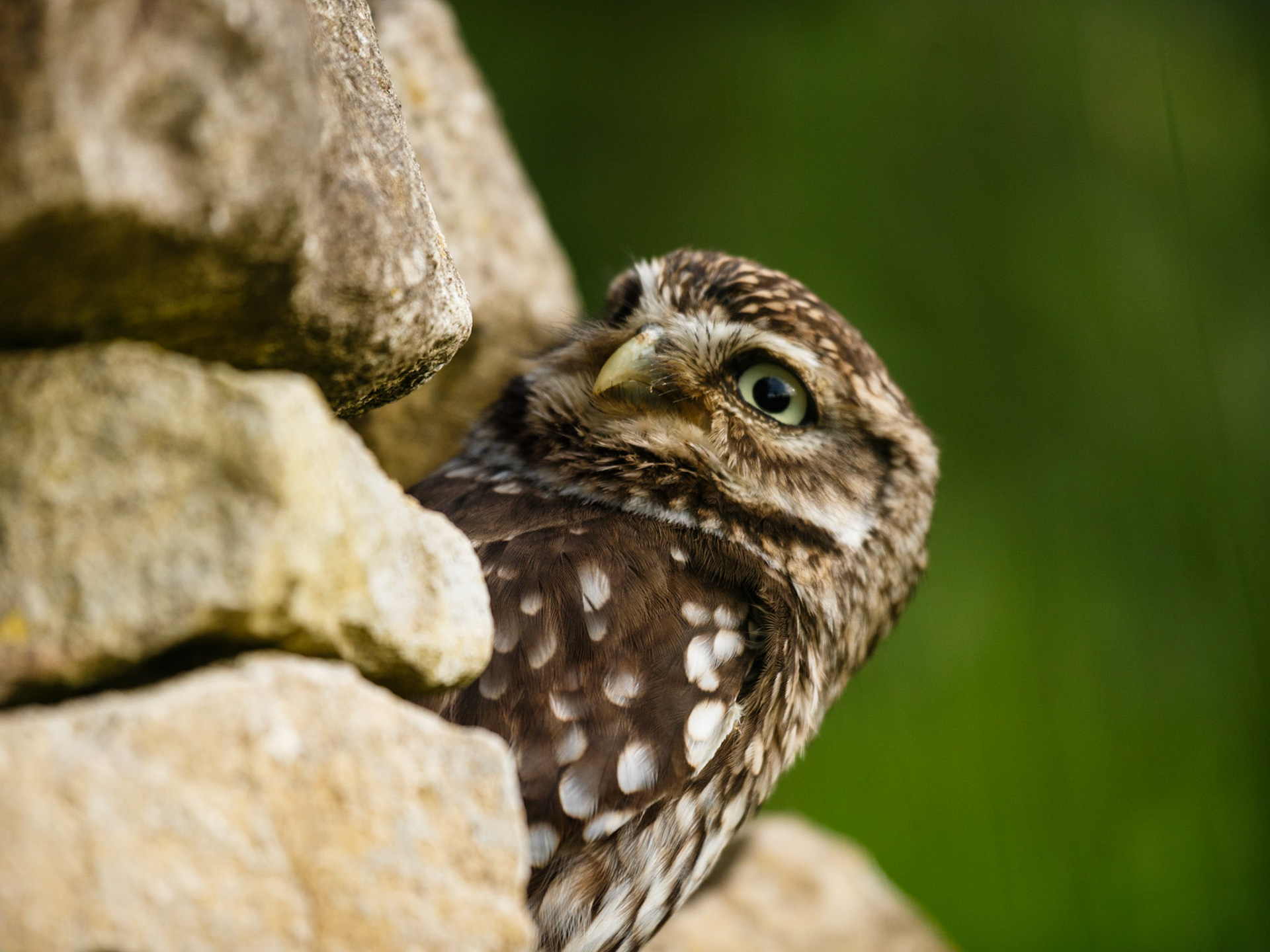 Little Owl