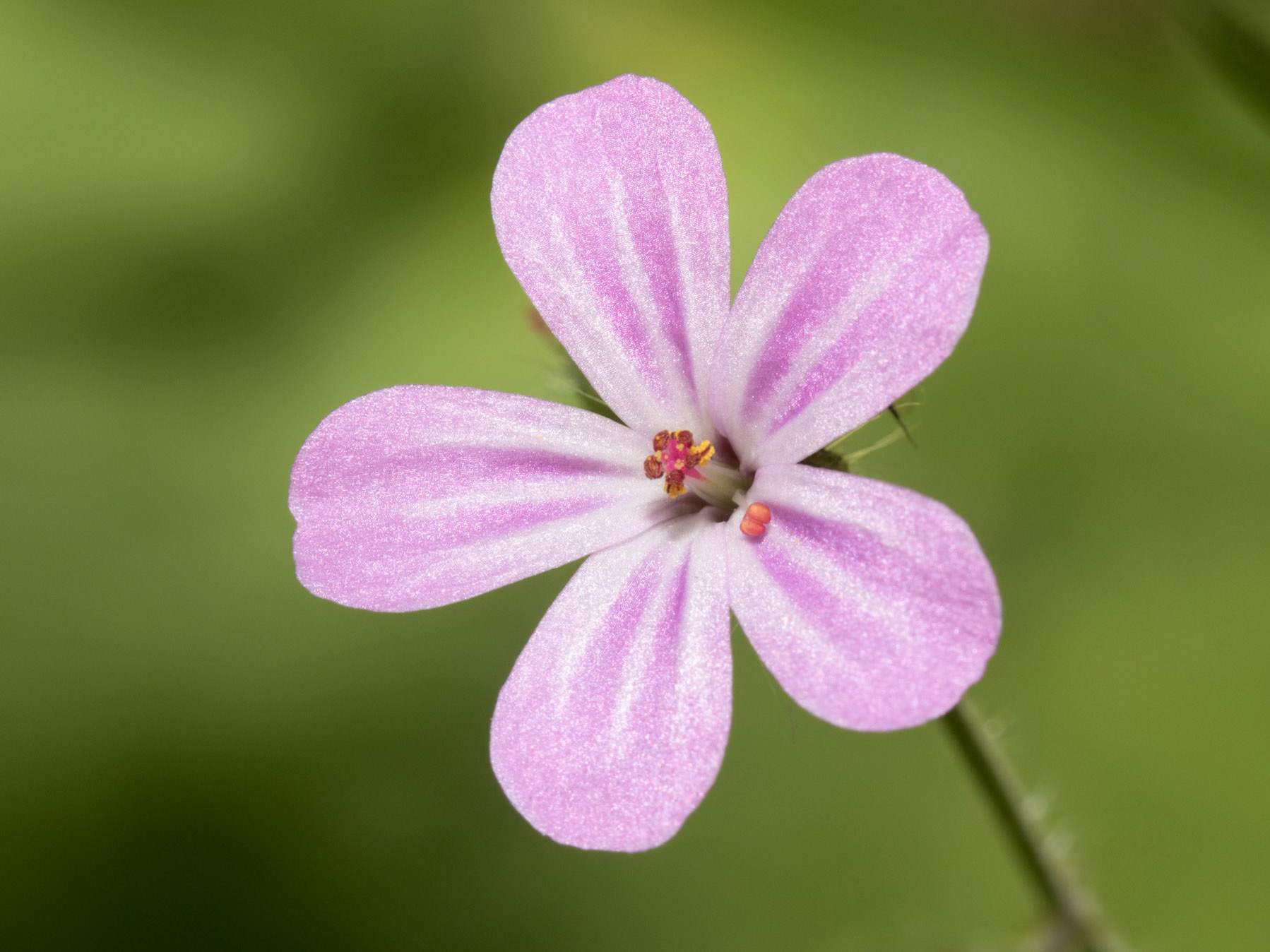 It grows as a procumbent to erect annual or biennial plant, up to 50cm high, producing small, pink, five-petalled flowers from April until the autumn. It is common throughout Great Britain and Ireland in woodland, hedgerows, scree and maritime shingle.  If they are rubbed on the body the smell is said to repel mosquitoes.