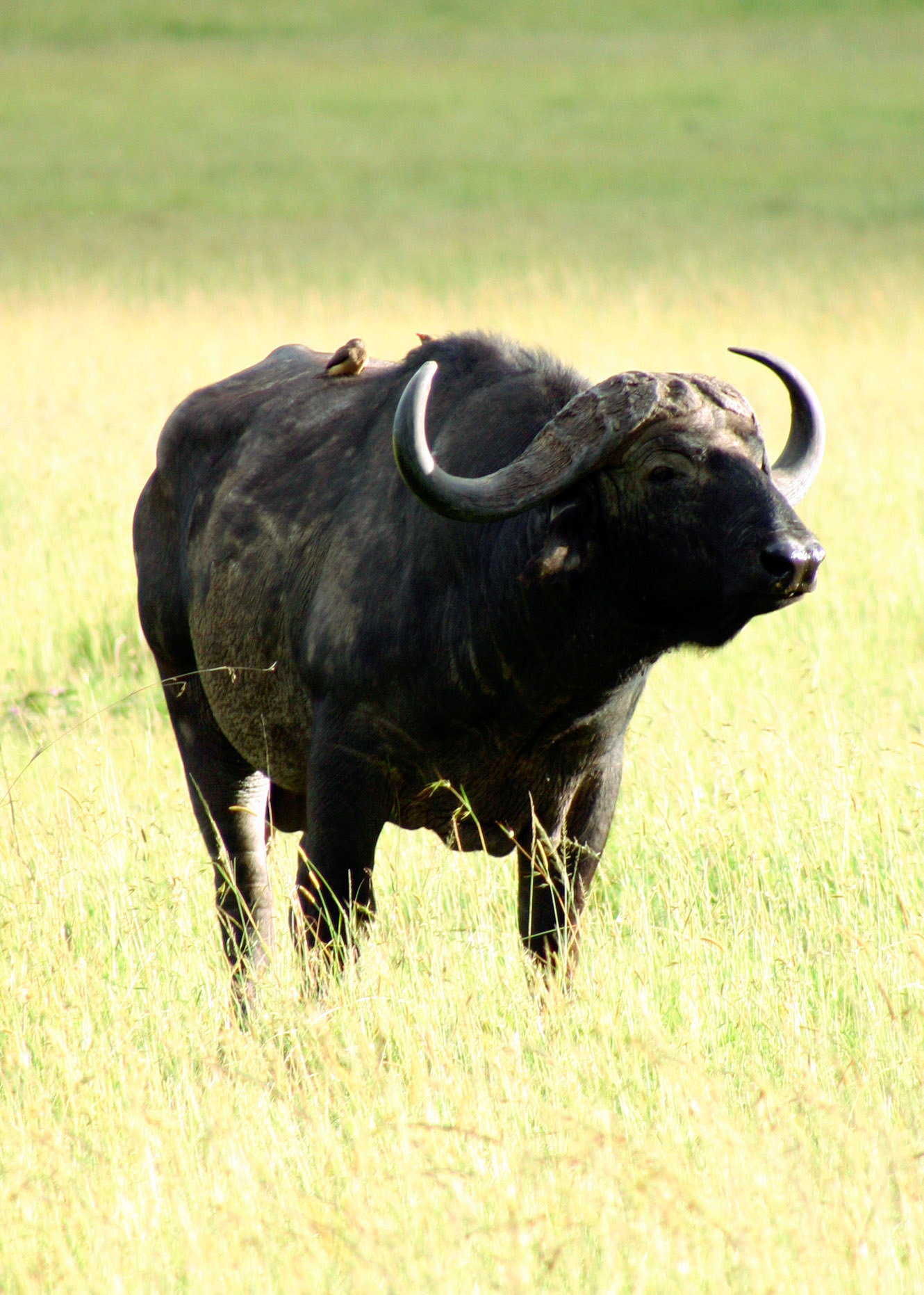 The African Buffalo is considered the most dangerous of the big five, reportedly causing the most human deaths, with wounded animals reported to ambush and attack pursuers.