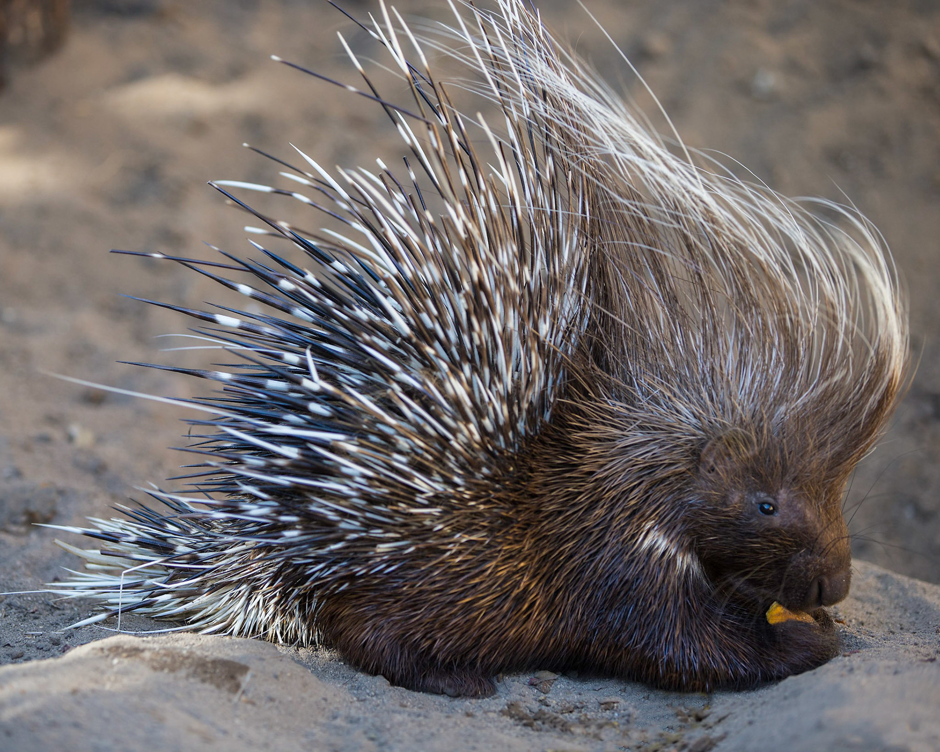Porcupine