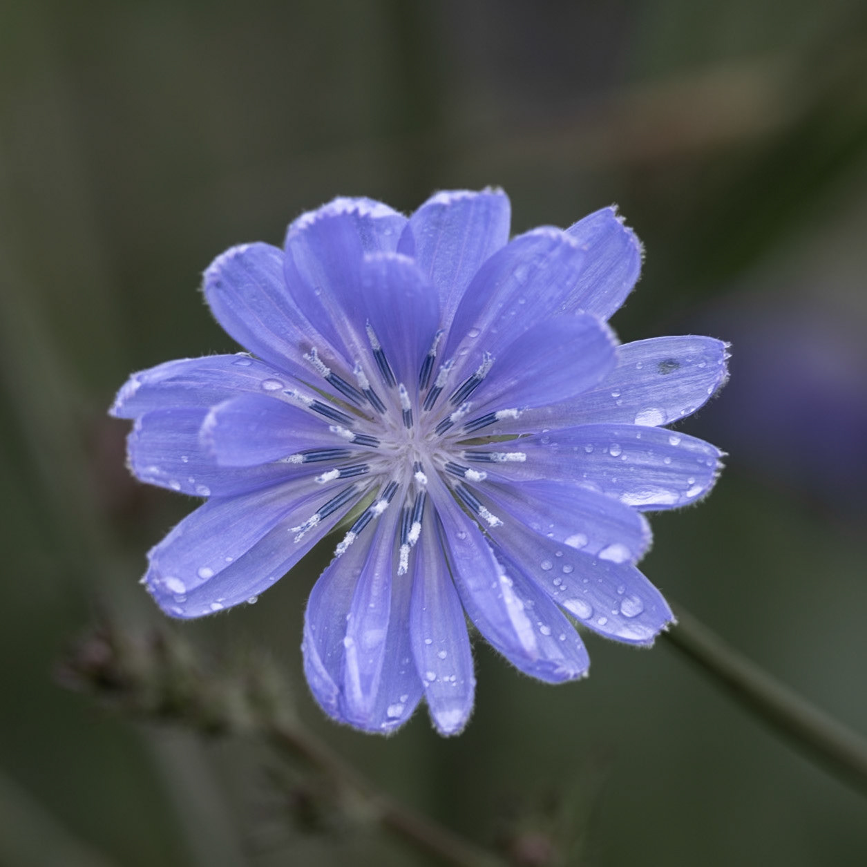 Cichorium intybus - Commonly known as Chicory