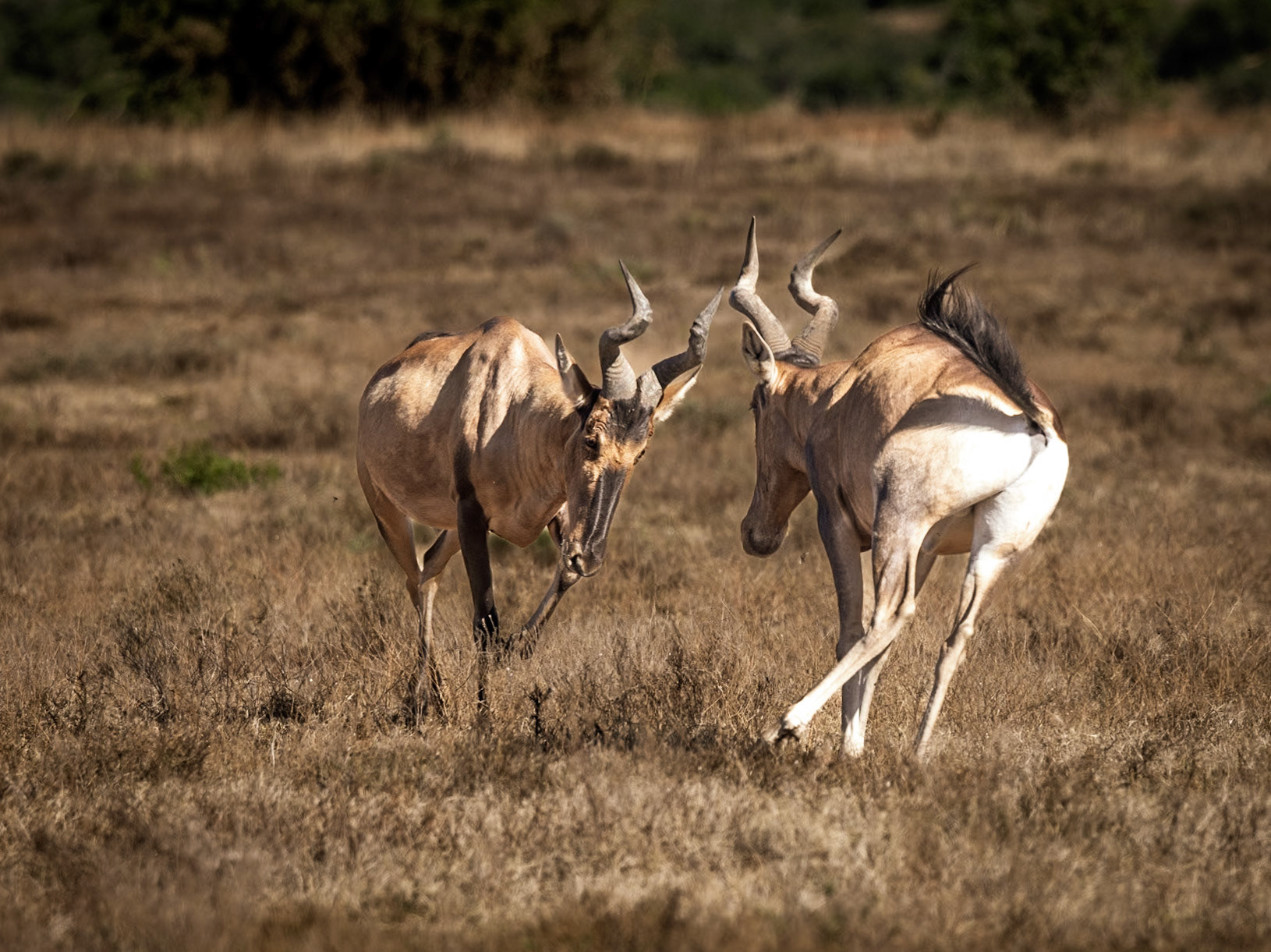 Two Red Hartebeest Fighting For Supremacy