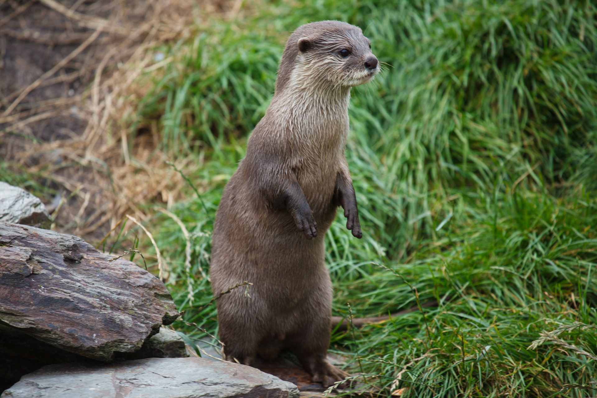 European Otter