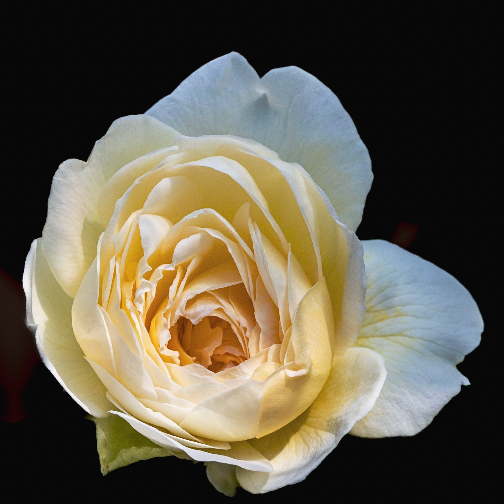 White Rose