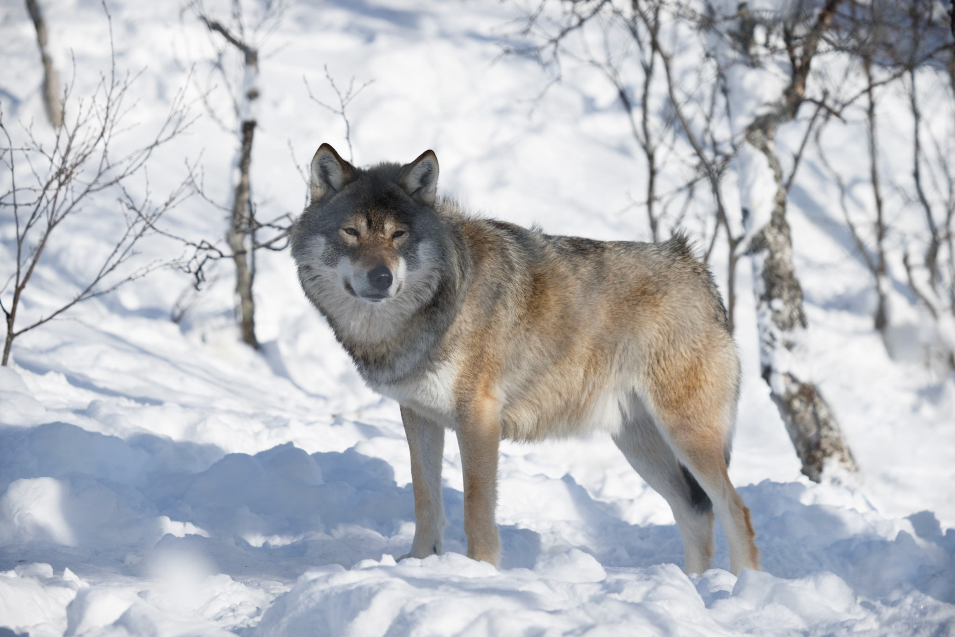 The Arctic Wolf (Canis lupus arctos) In Snowy Woodland