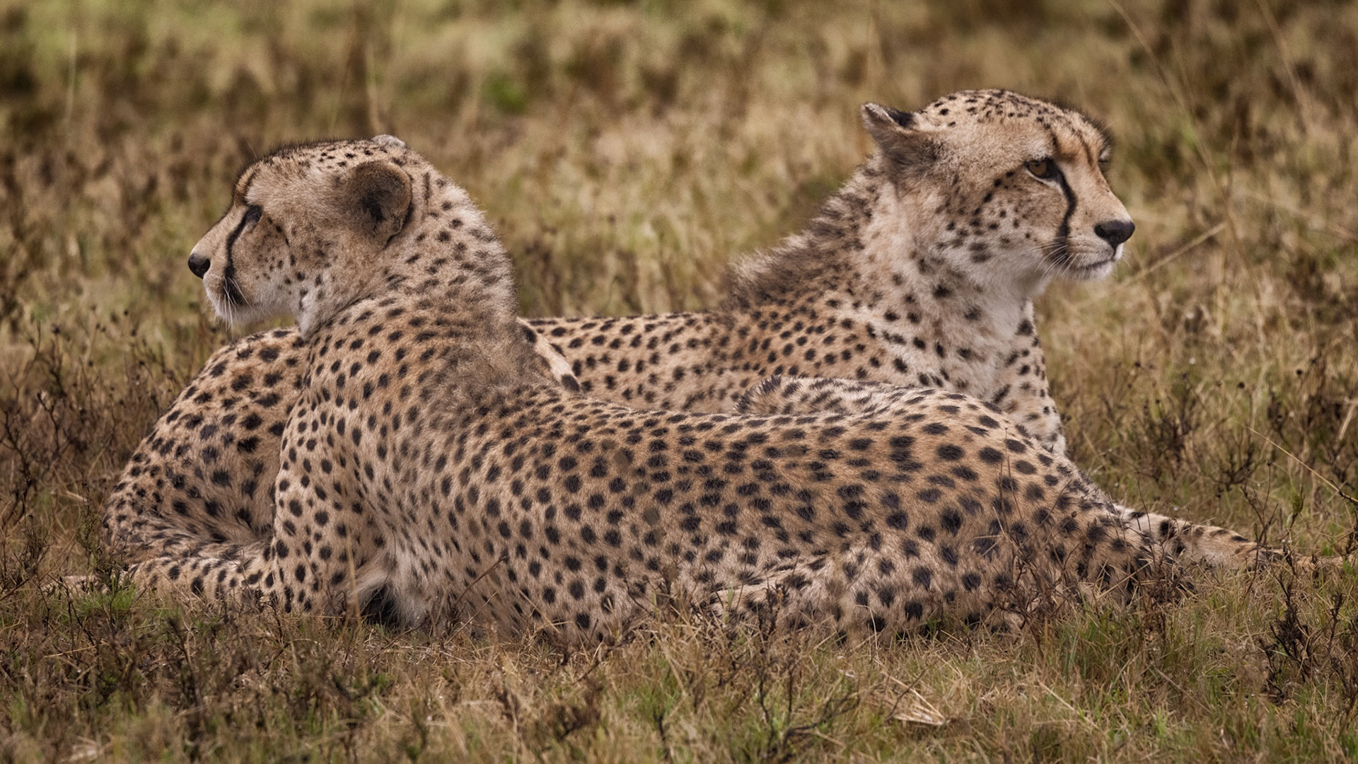 A Pair of Cheetahs