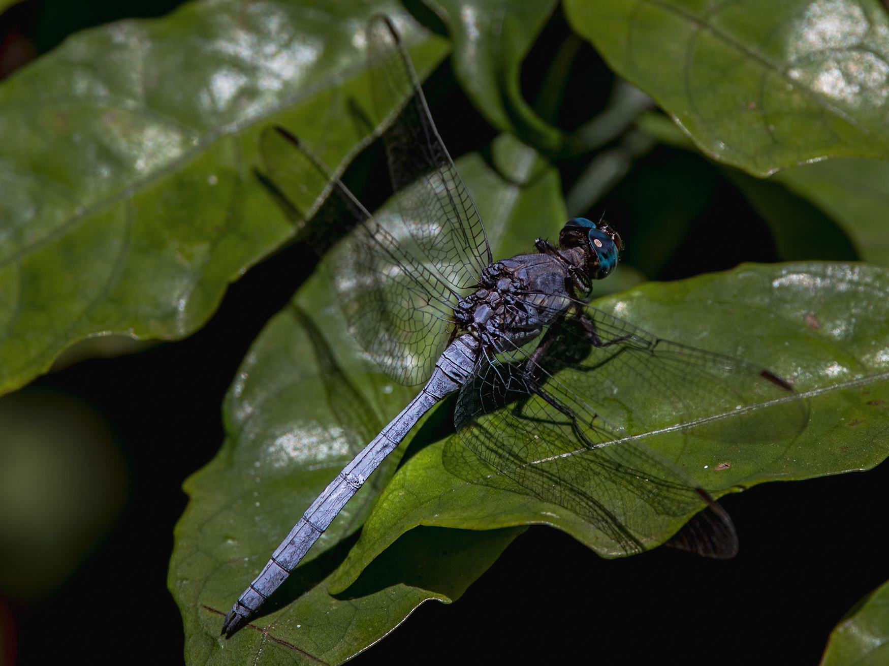 The Cobalt Dropwing (Trithemis annulata)