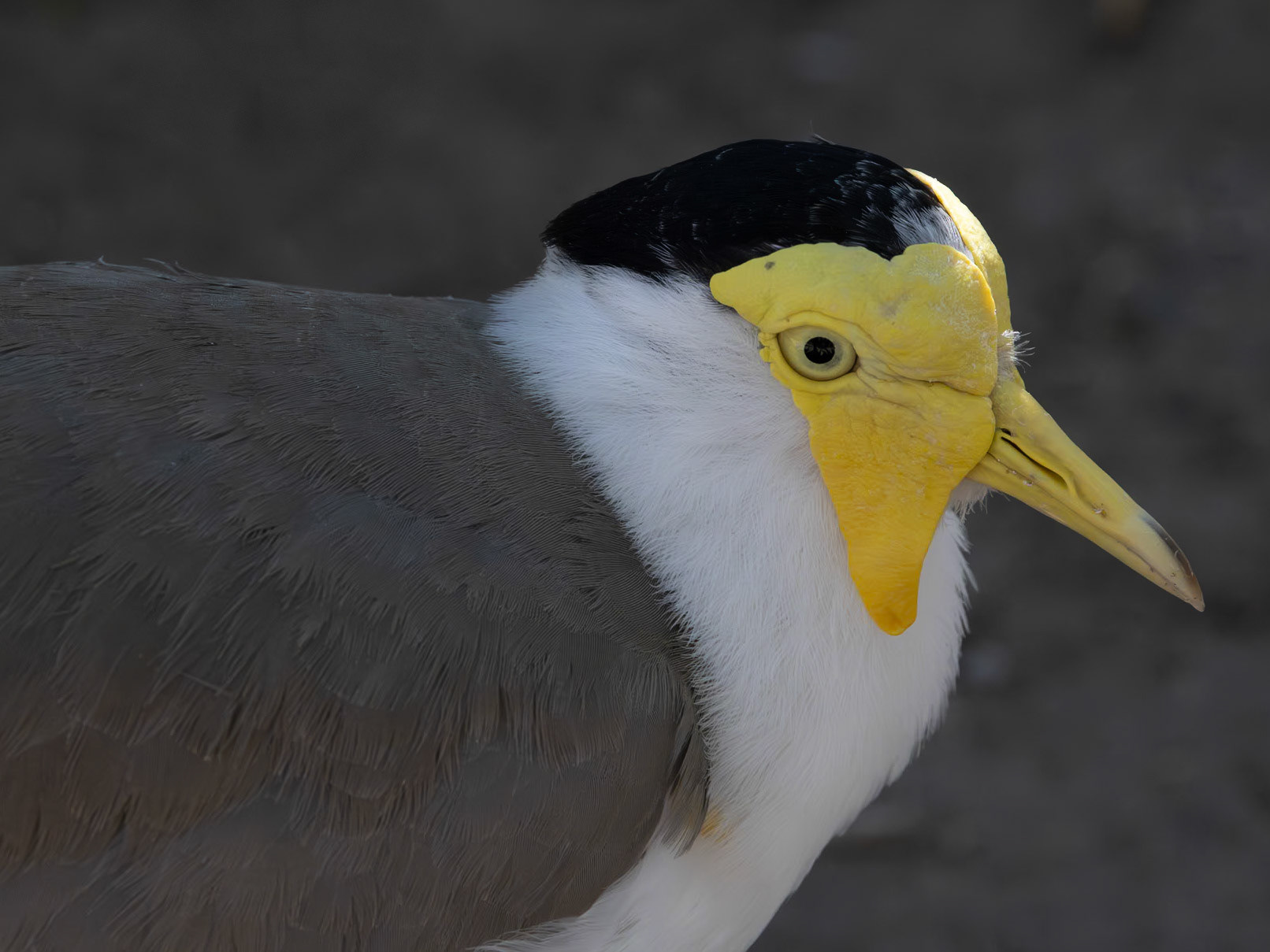 Spur Winged Plover (Vanellus miles)