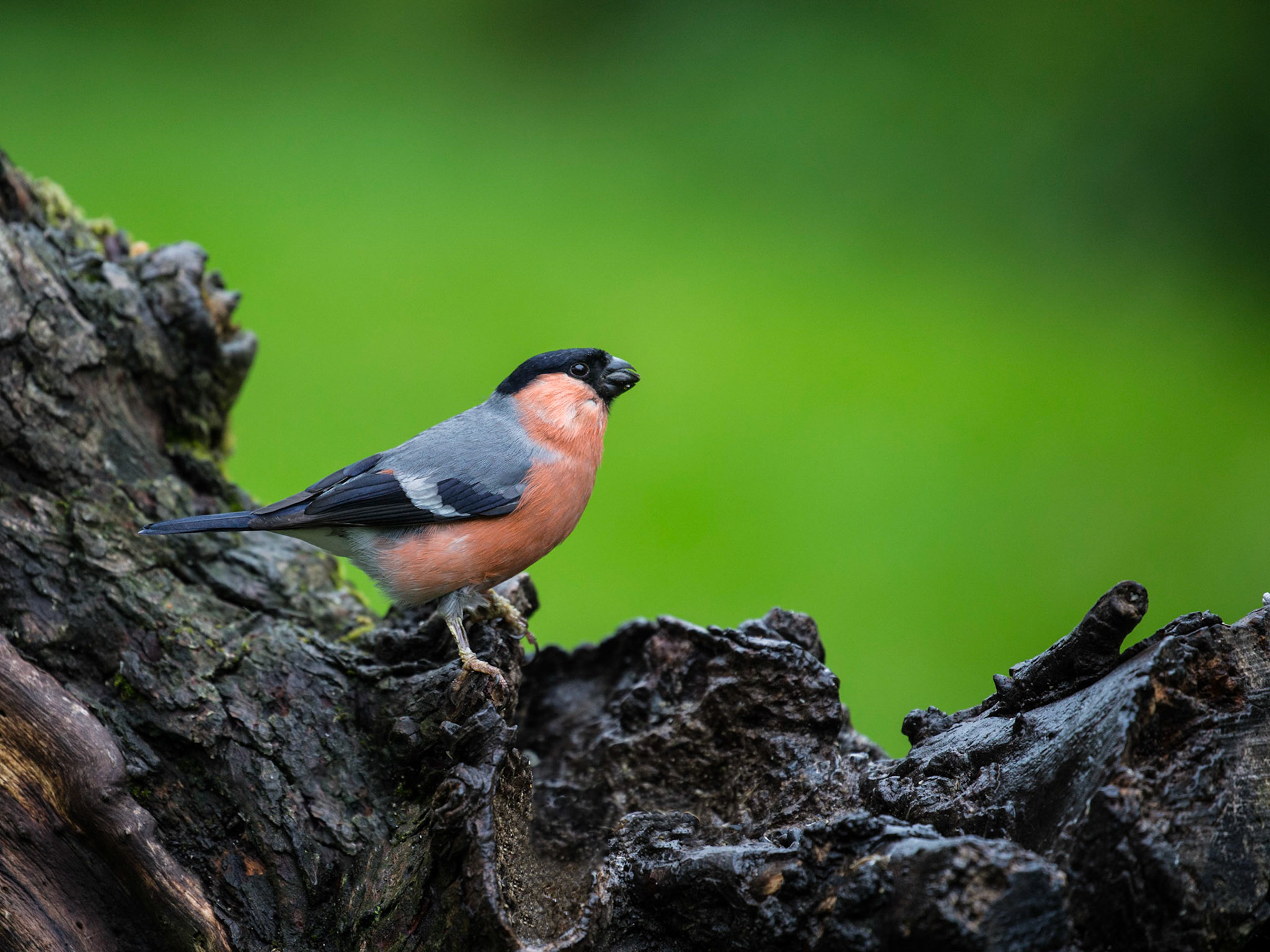 Bullfinch