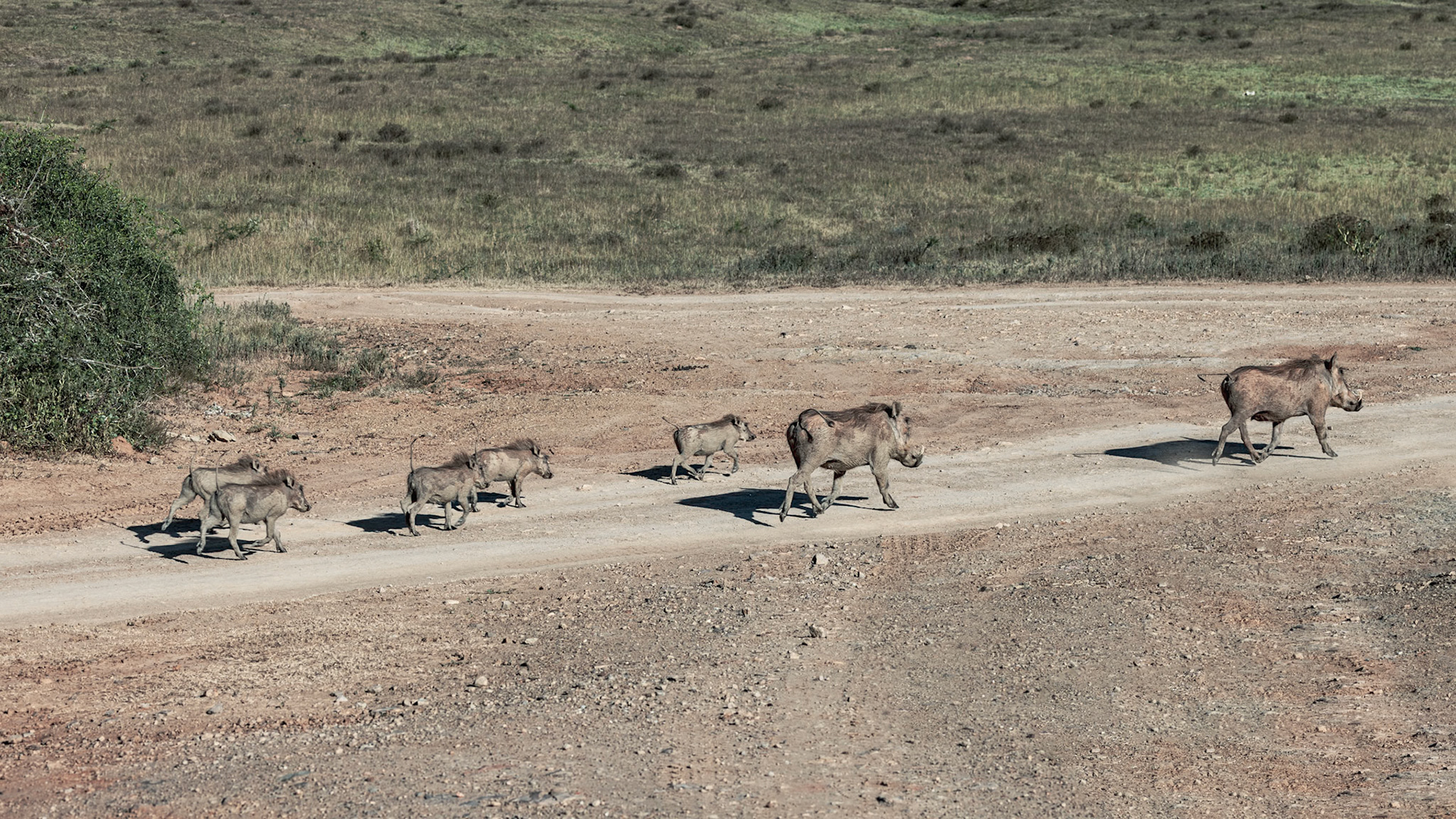 A Family of Warthogs
