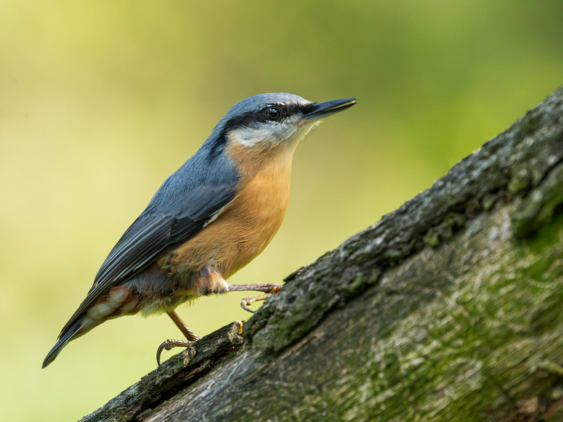 Nuthatch