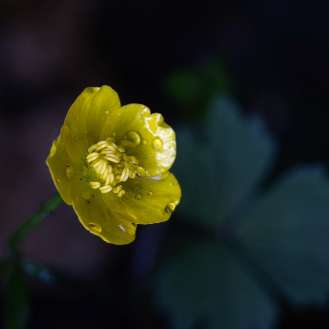 Ranunculus hispidus