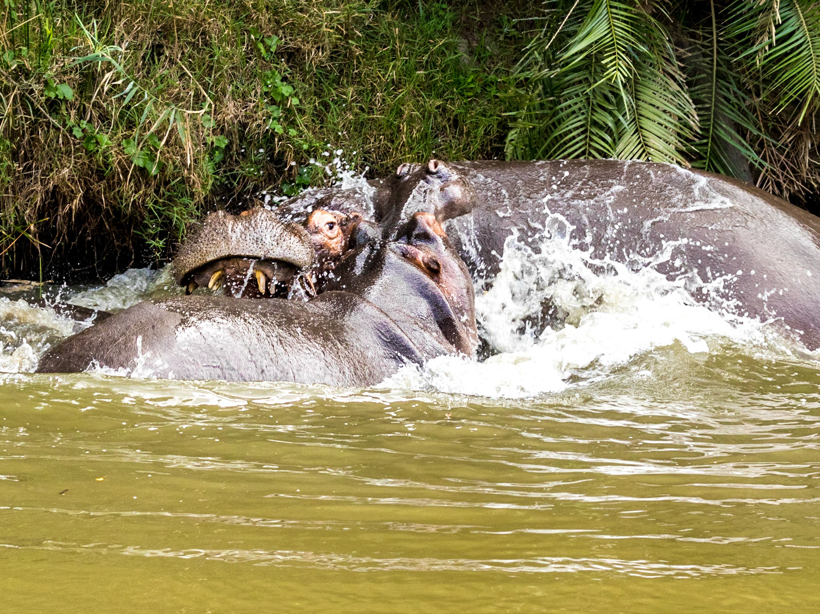 The common hippopotamus (Hippopotamus amphibius), or hippo, is a large, mostly herbivorous mammal in sub-Saharan Africa.  Hippos are also very aggressive towards humans, whom they sometimes attack whether in boats or on land, commonly with no apparent provocation, and are widely considered to be one of the most dangerous large animals in Africa.