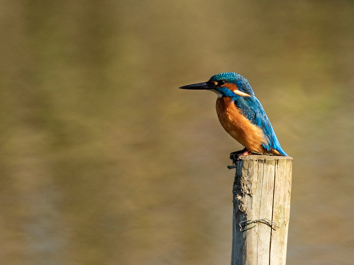 The Eurasian Kingfisher (Alcedo atthis)