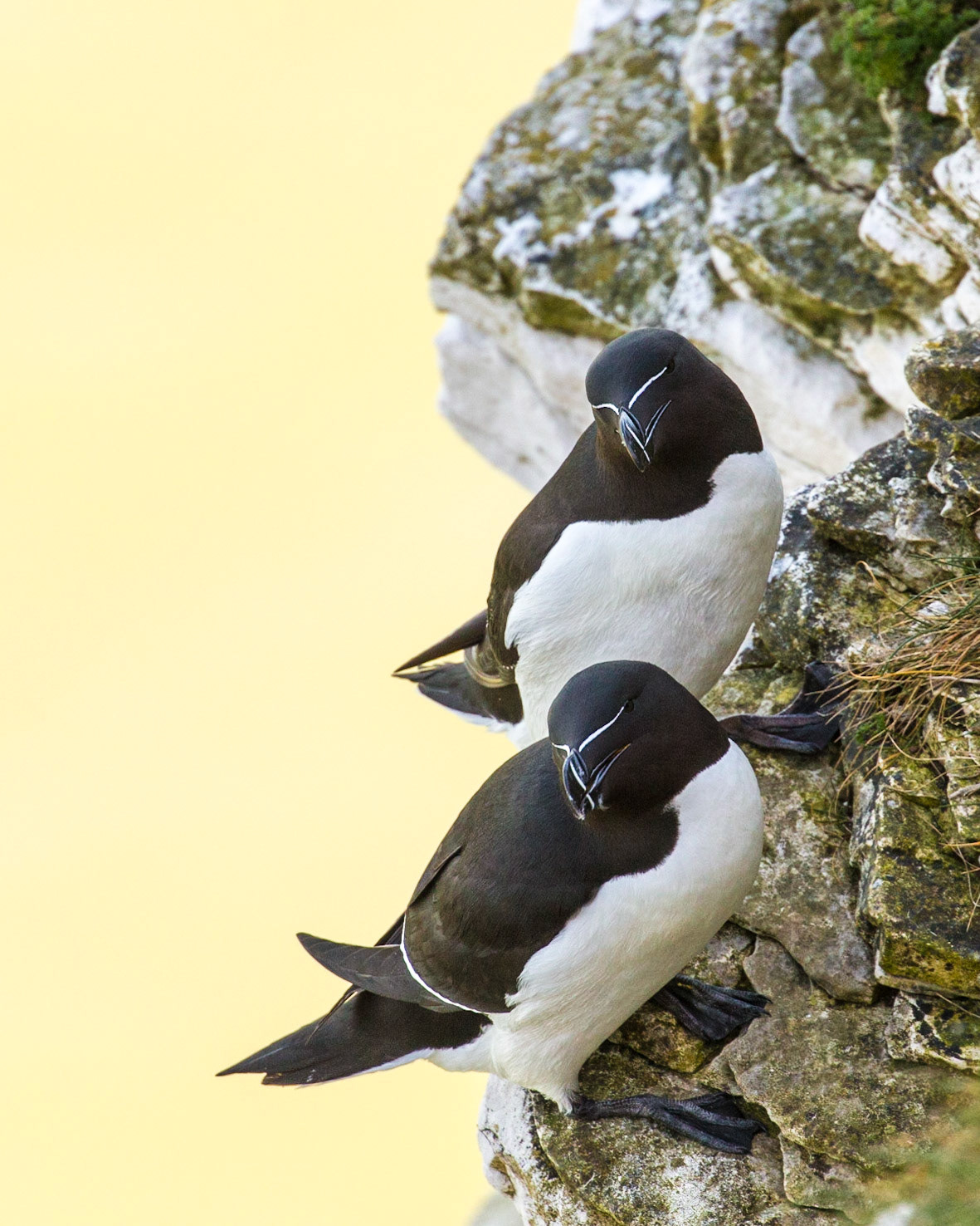 Razorbills