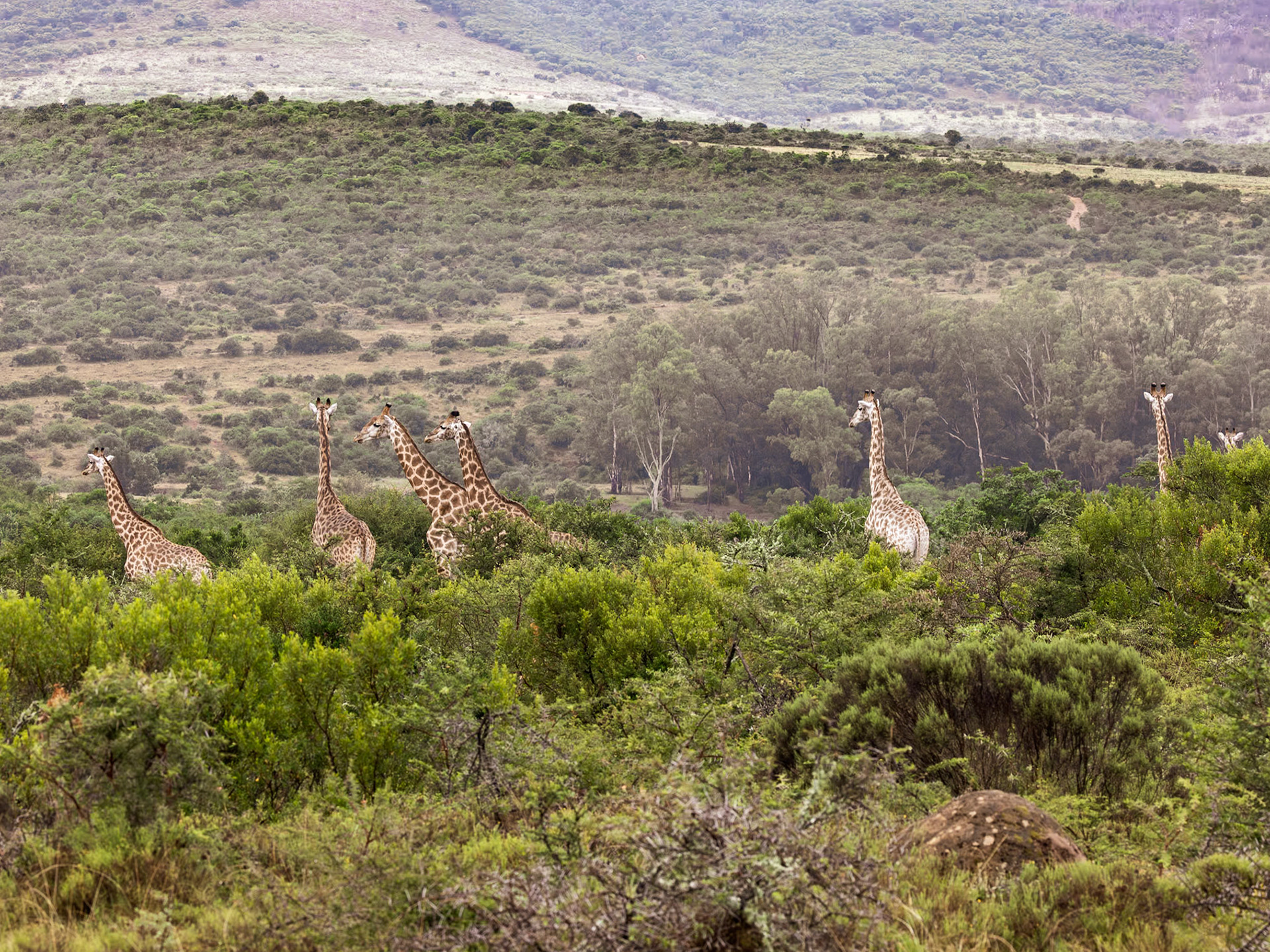 A Tower of Giraffes