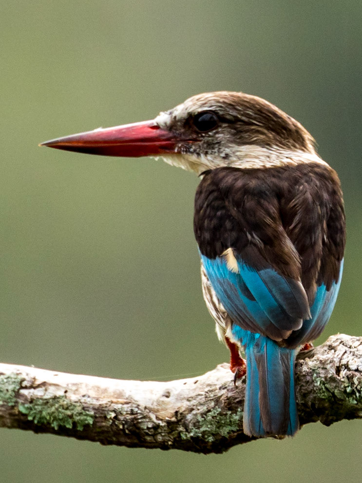 Brown Hooded Kingfisher On A Branch