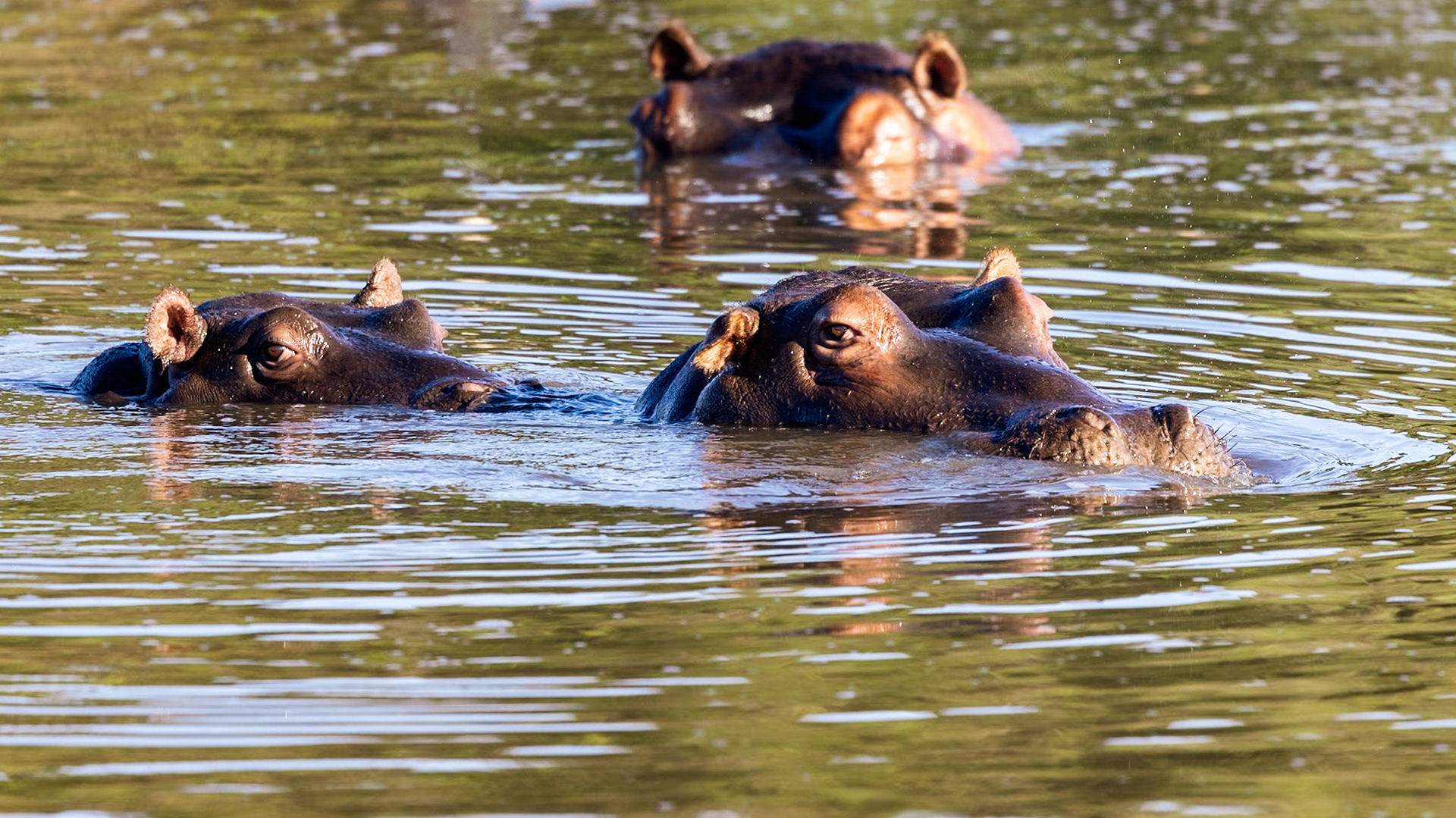 A Family Of Hippopotomi