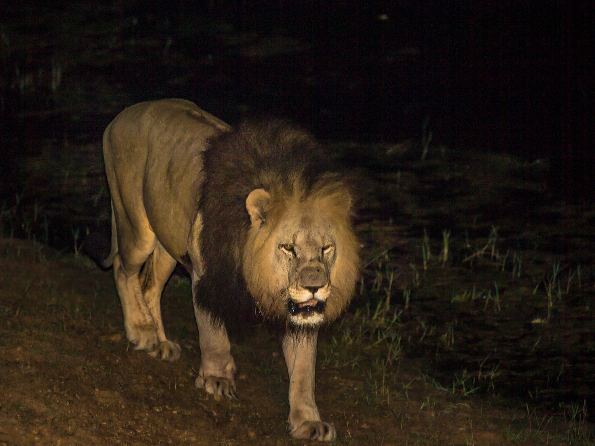 Male Lion Prowling At Night