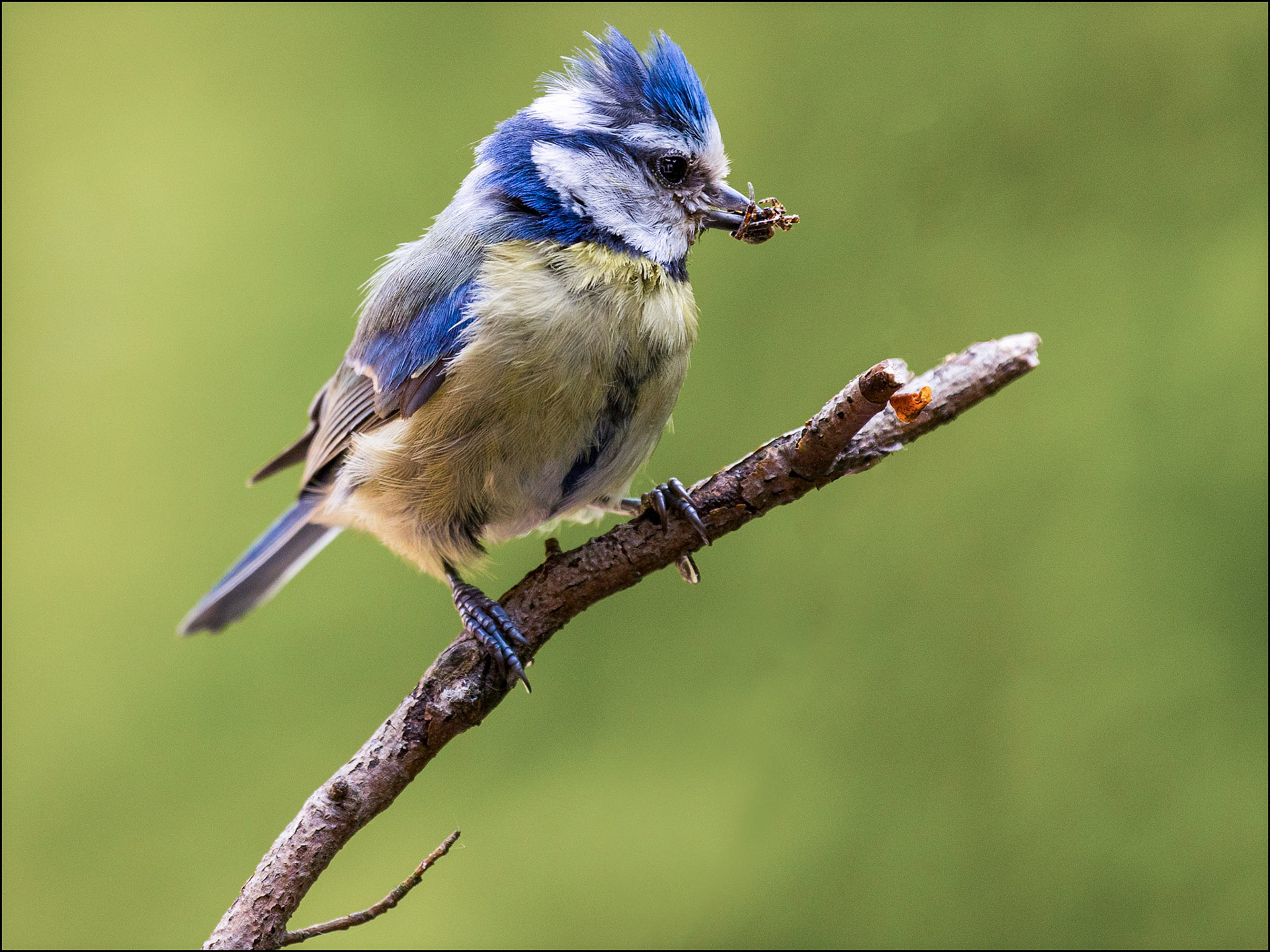 Blue Tit With Garden Spider