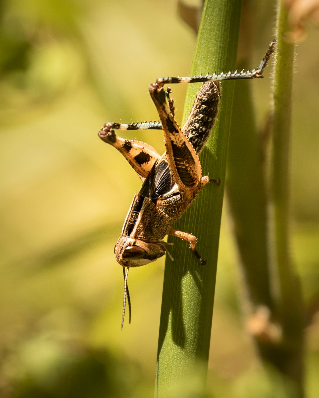 This sometimes abundant species has been known to swarm and to migrate short distances to mass breeding grounds. It has become destructive to crops and pastureland at times, mostly where natural habitats have been converted to agricultural purposes. However, its numbers are normally too small to cause significant damage.