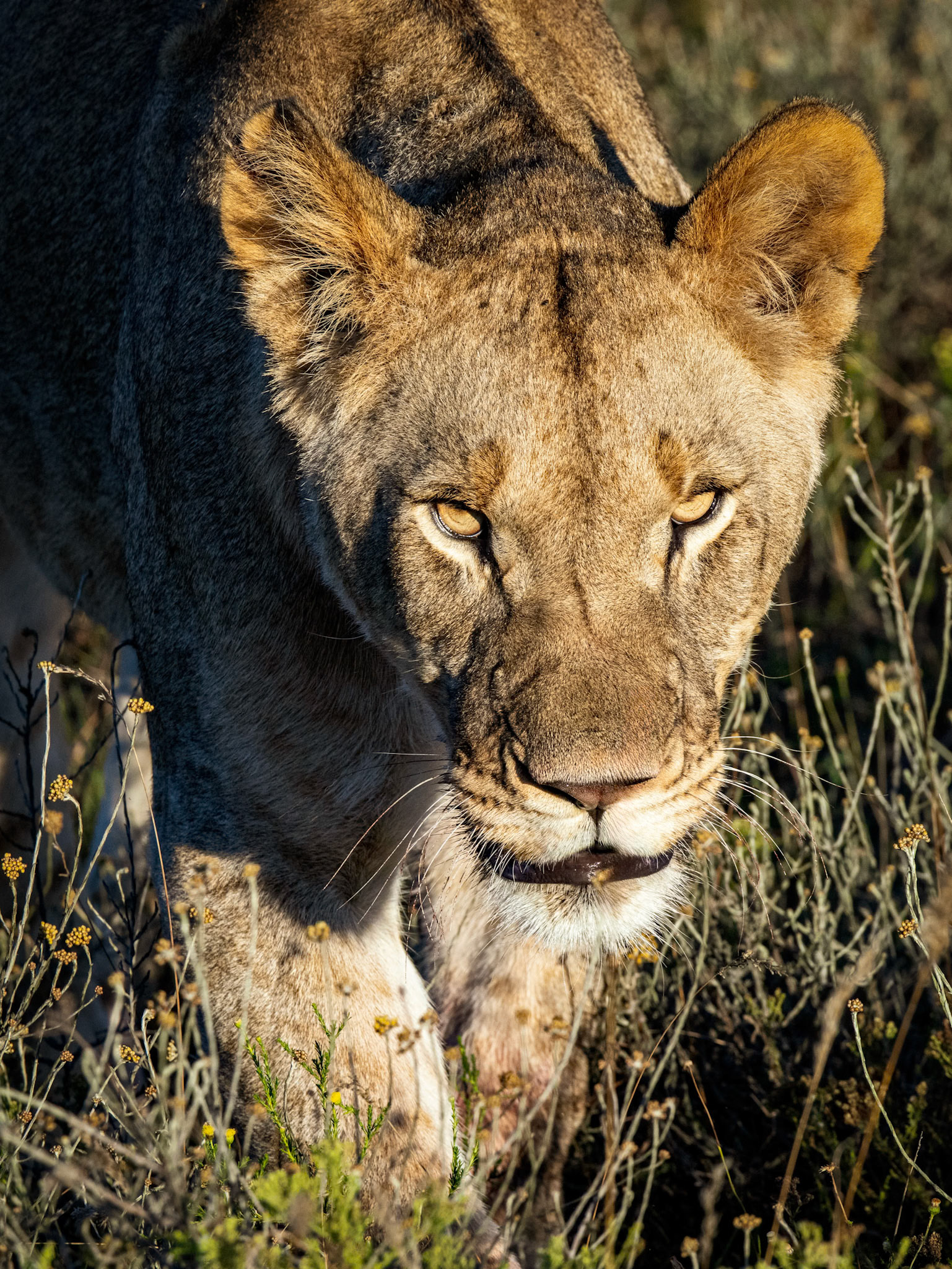 Lioness In The Evening Sun