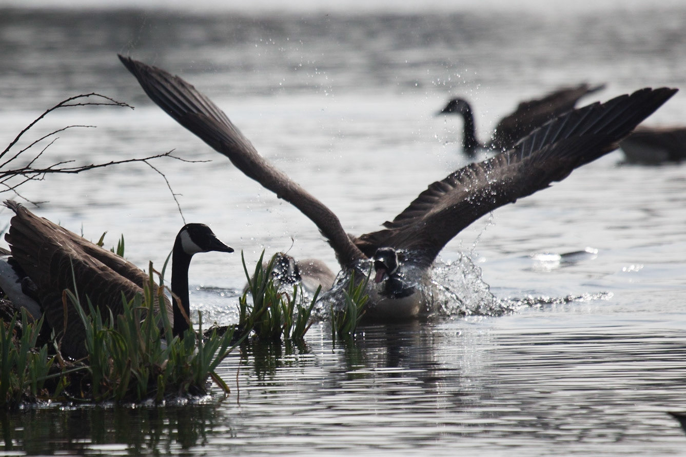 Canada Geese