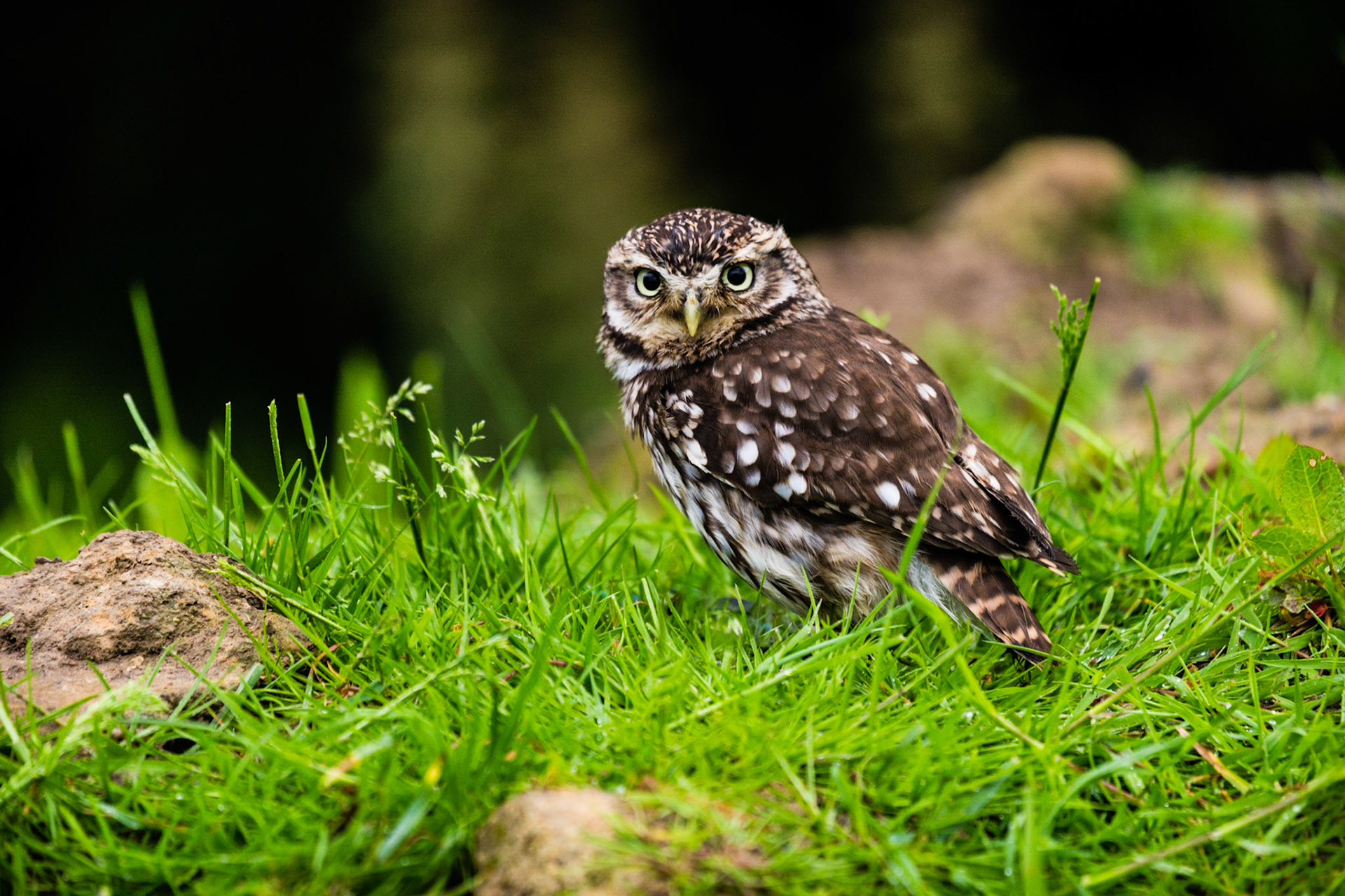 Little Owl