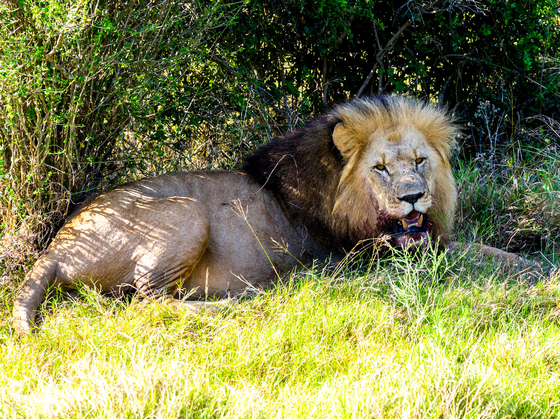 Male Lion Resting After A Kill