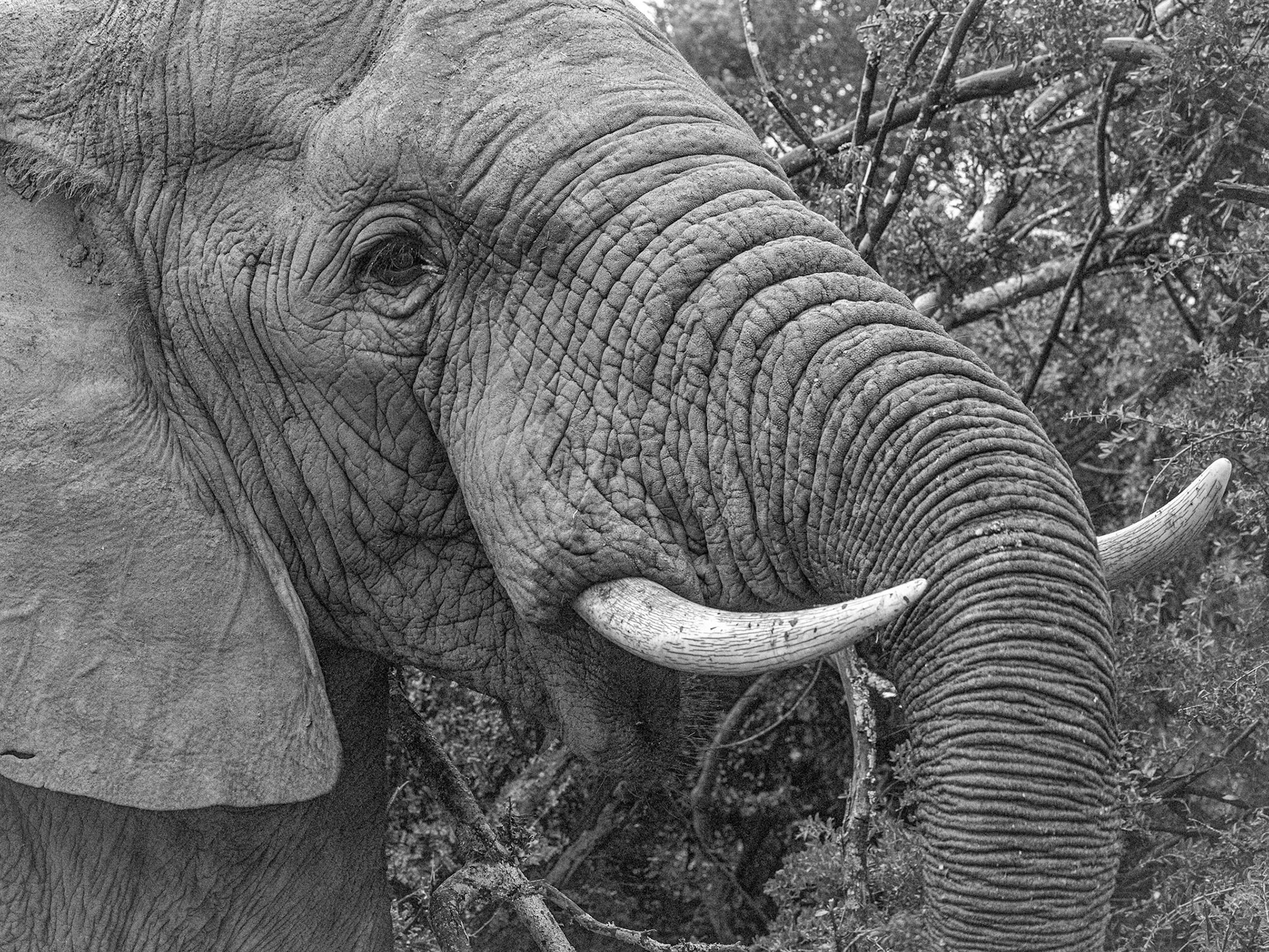 The African Elephant in Monochrome