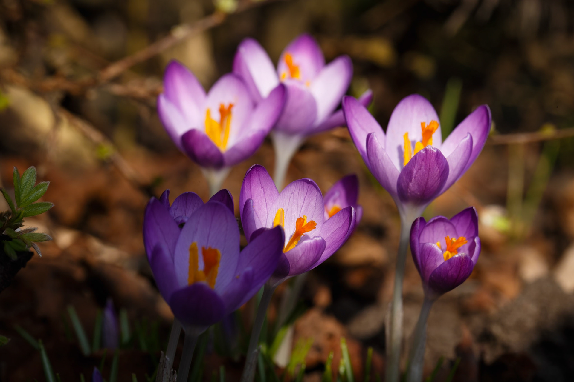 A Crescendo of Croci