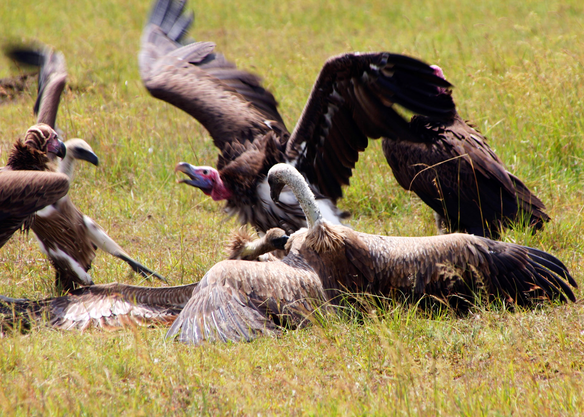 Vultures Squabbling Over A Carcass