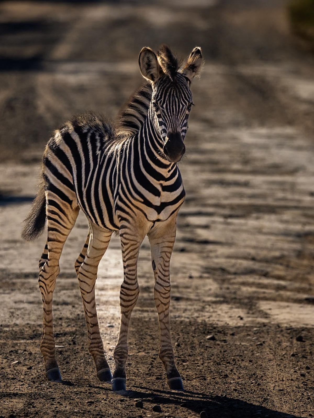 A Zebra Foal