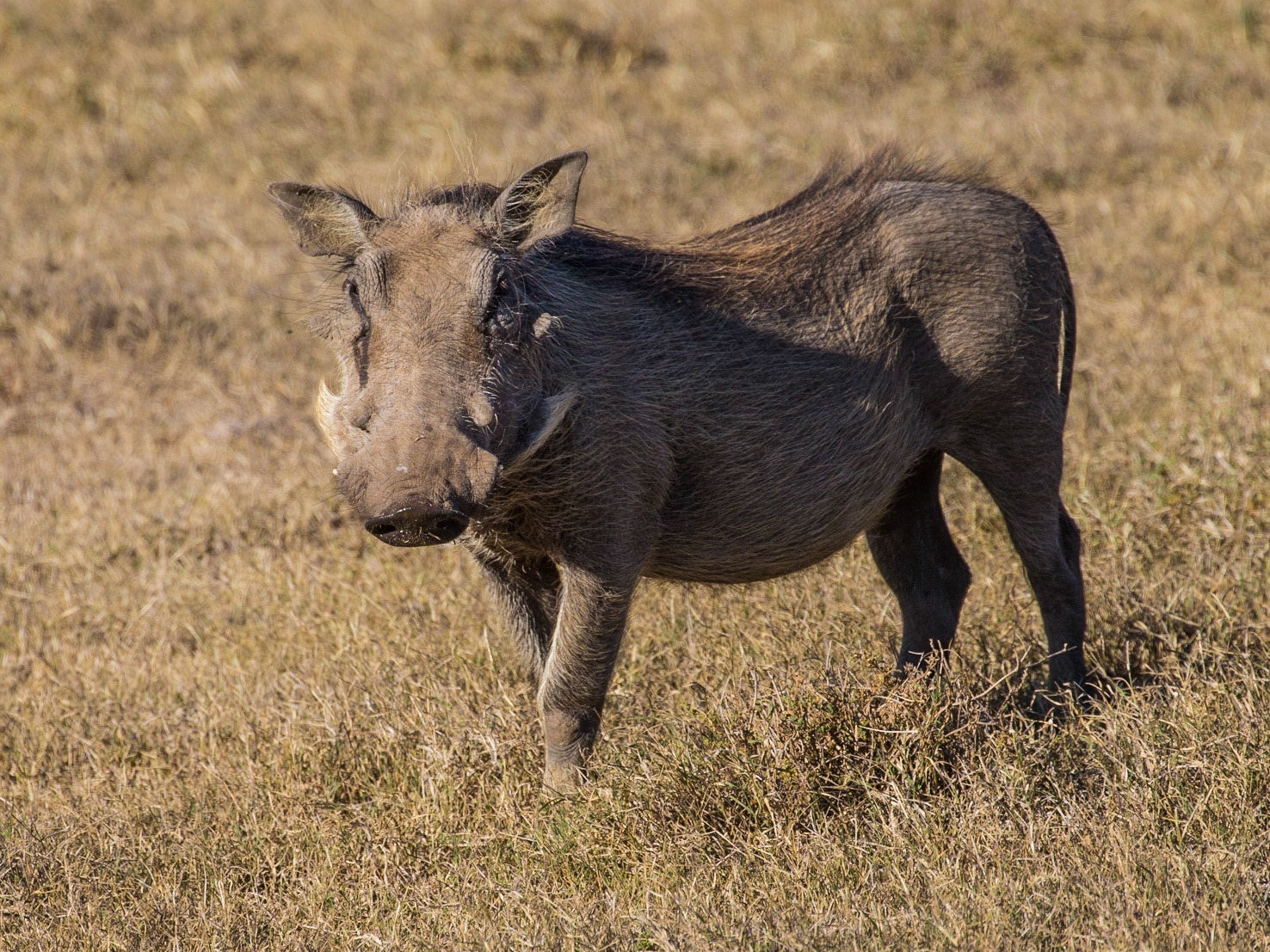 The Warthog