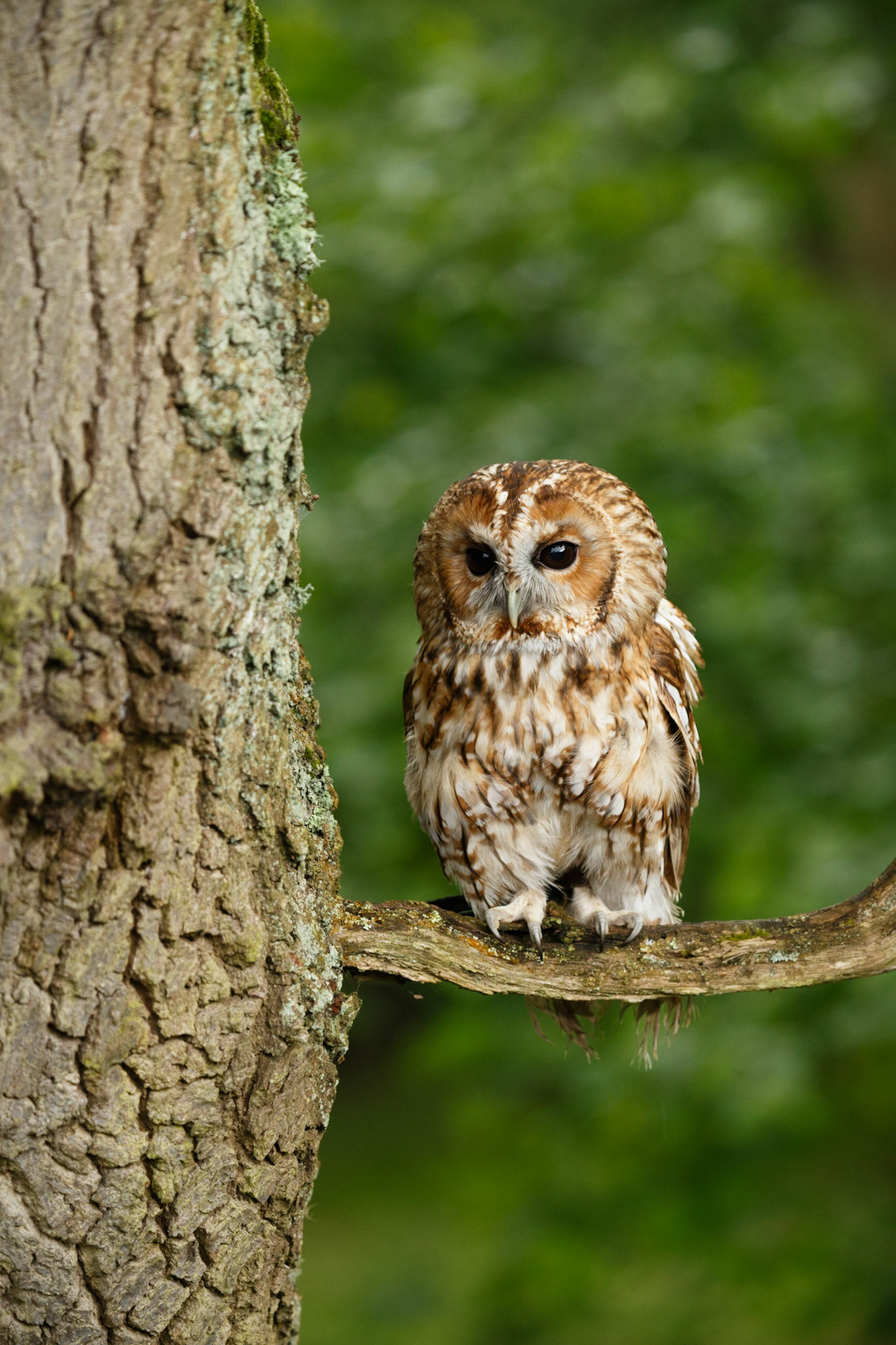 Tawny Owl