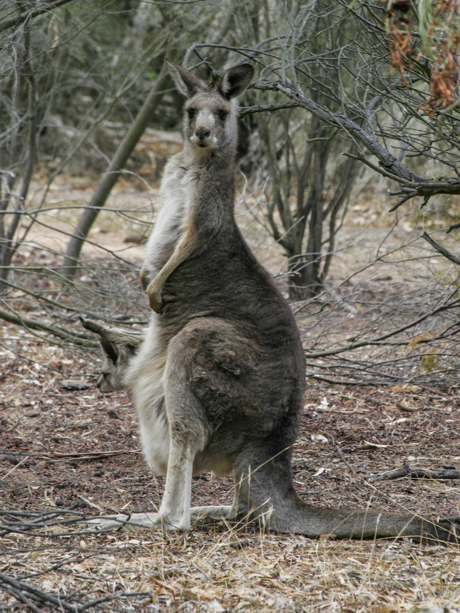 Spot the little Joey (Baby Kangaroo) in the mother's pouch