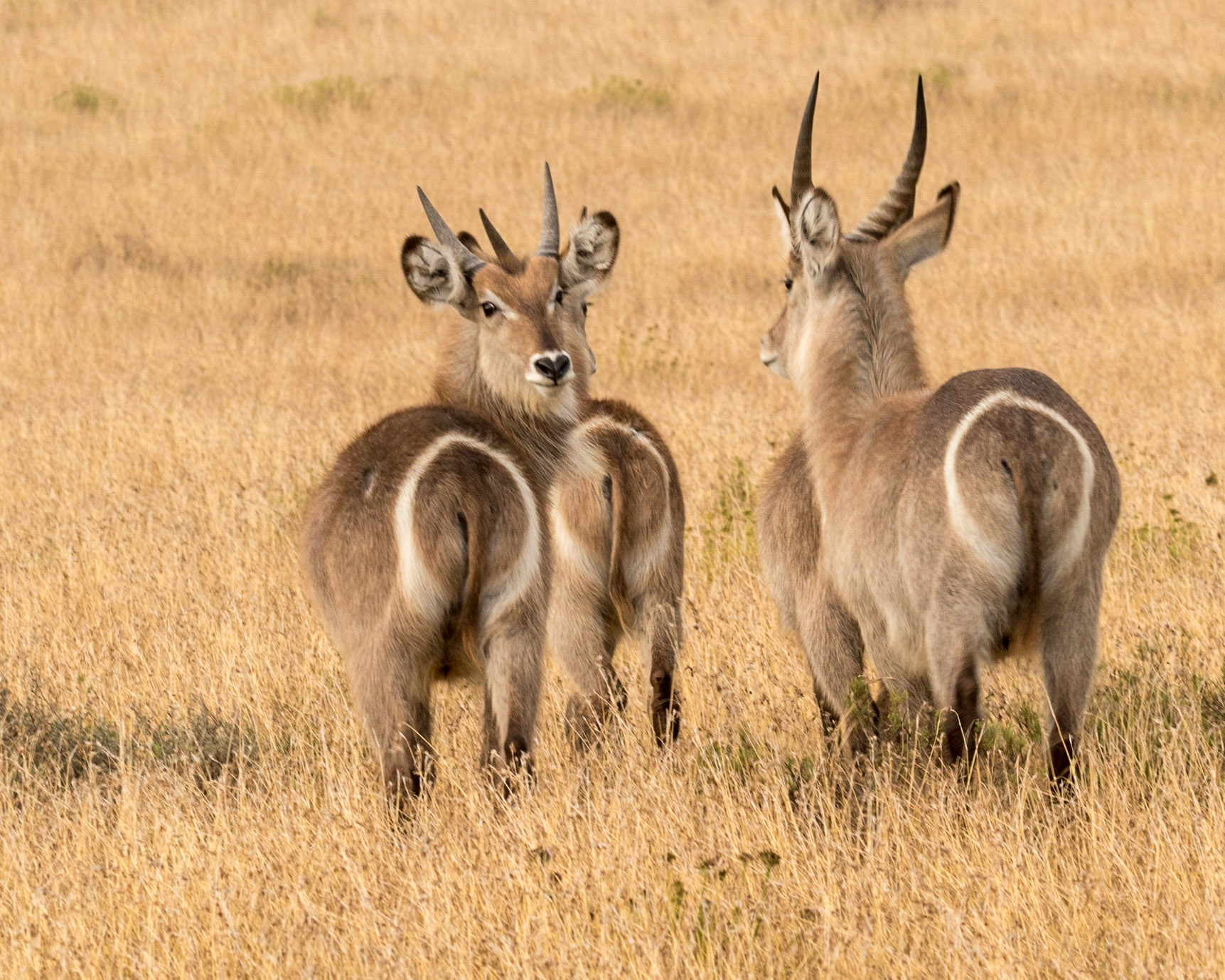 Bottoms Up!  The Common Eland