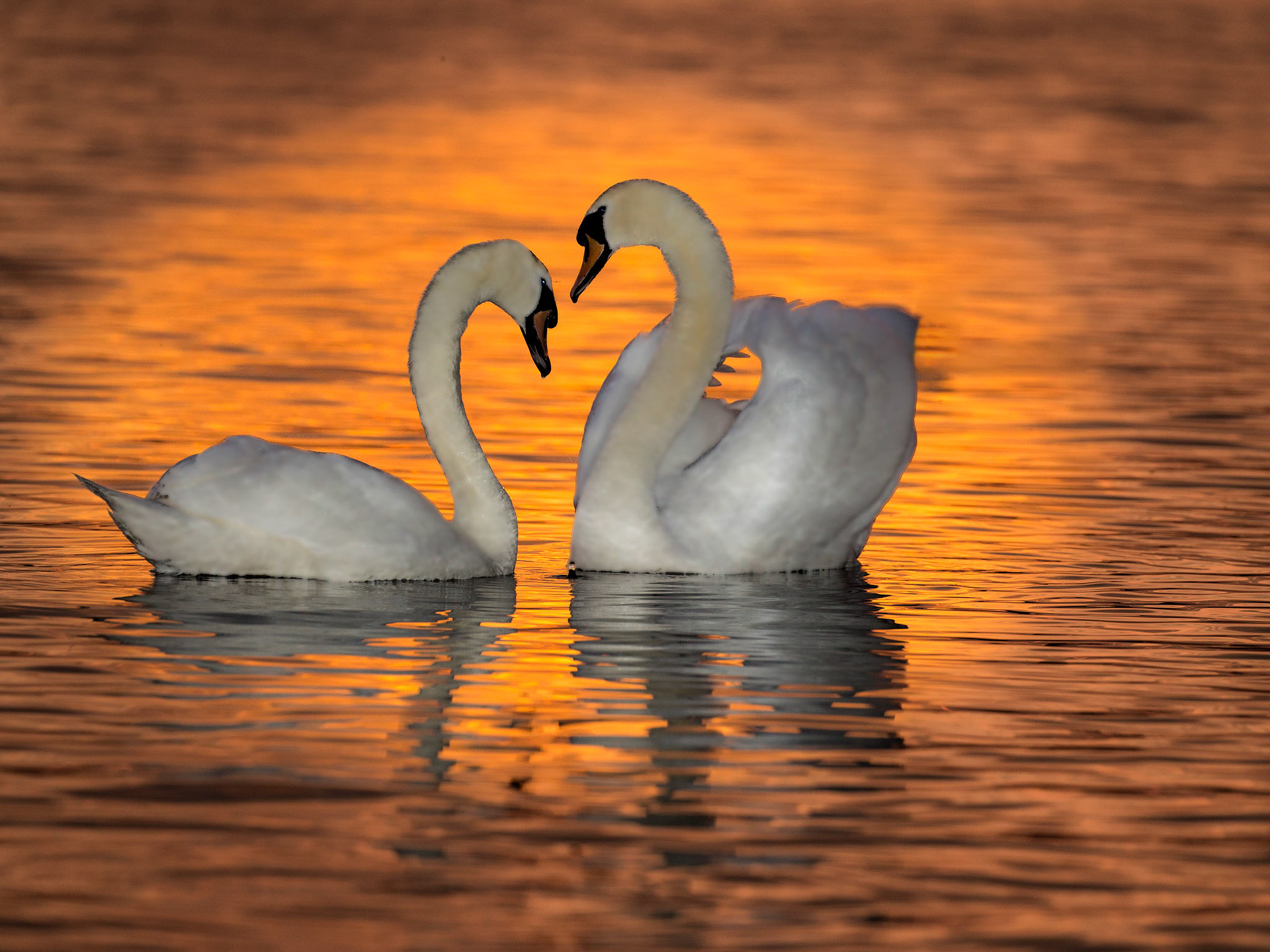 Swan Lake