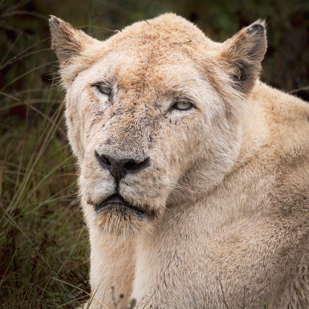 An Old Female White Lion