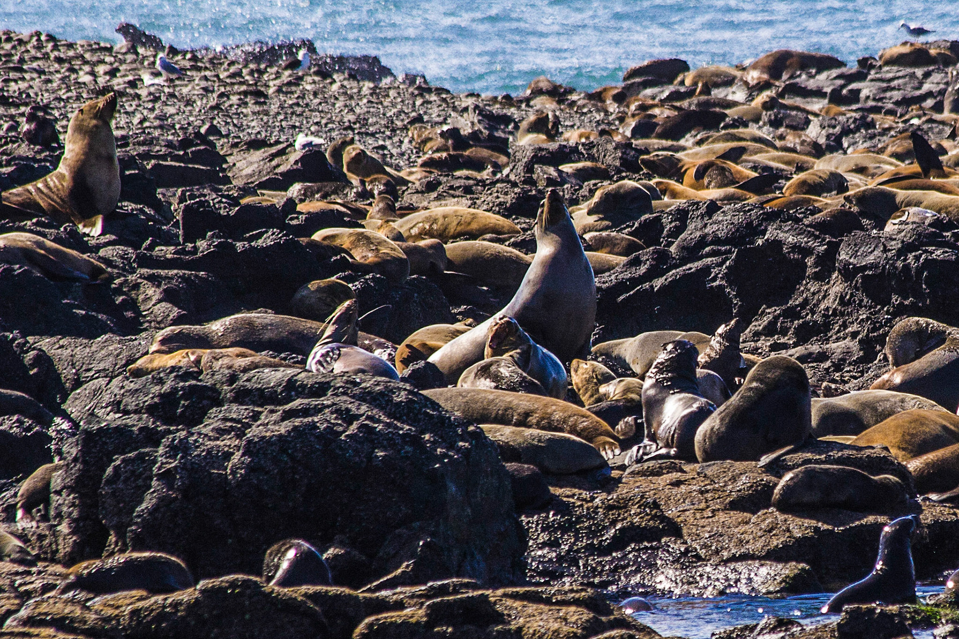 Seal Colony At The Nobbies, Phillip Island, Victoria